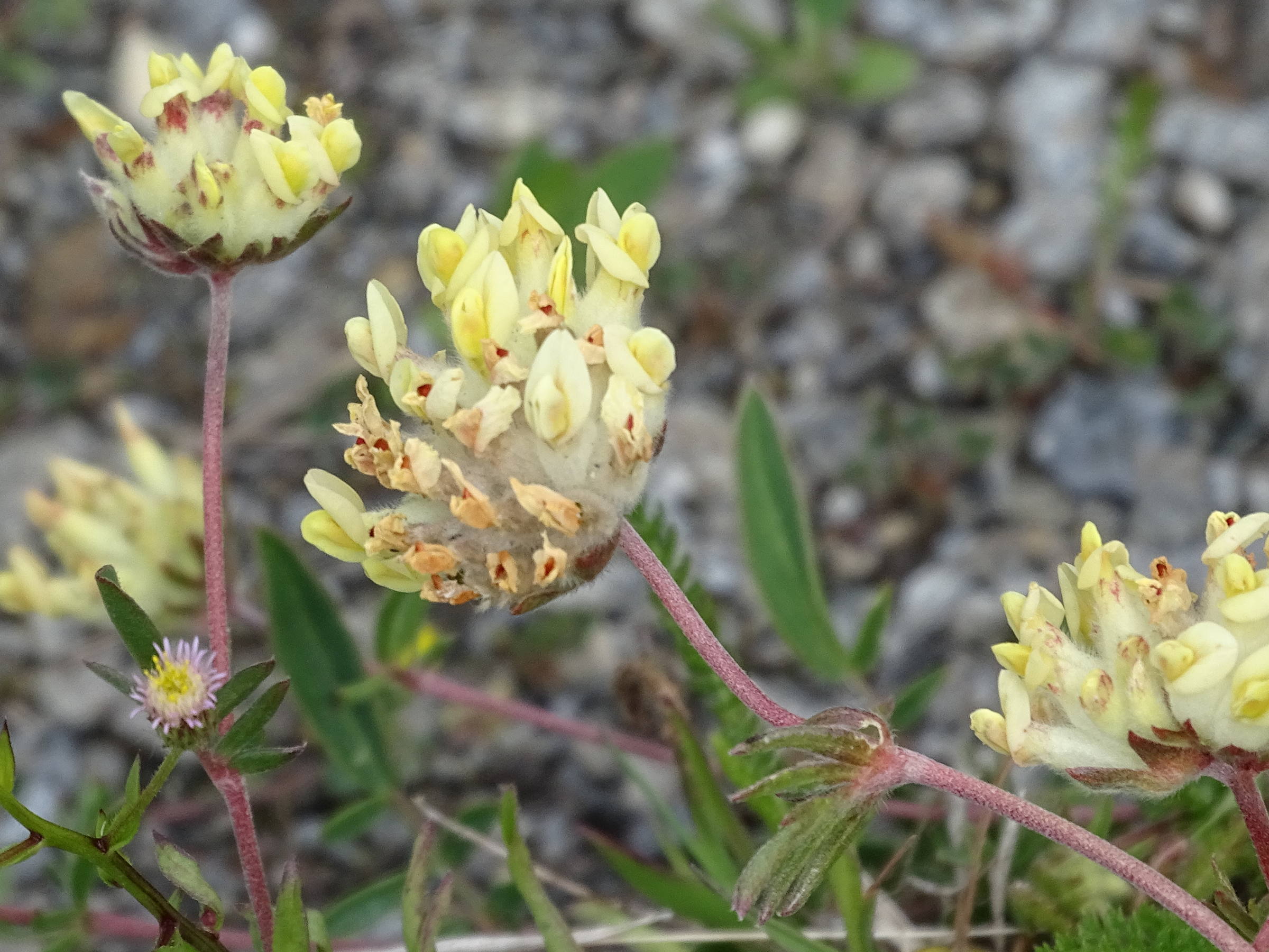 anthyllis_vulneraria9mv