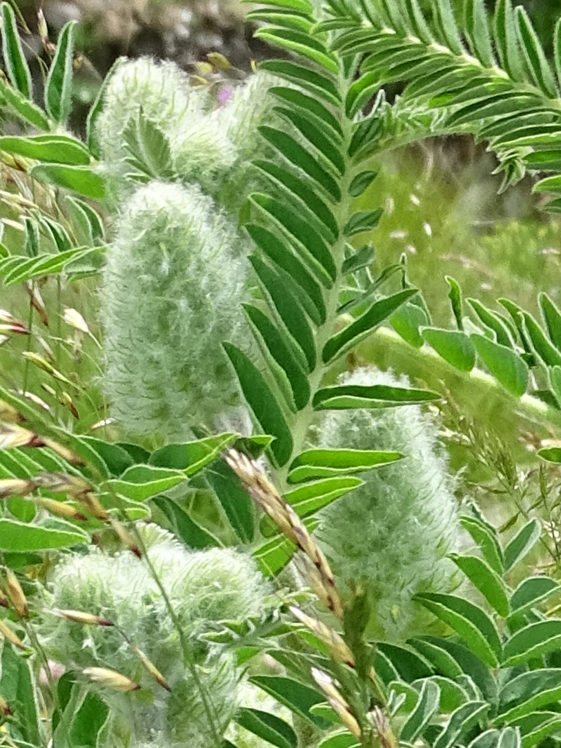 Afficher le média astragalus_alopecurus2mv astragalus_alopecurus2mv