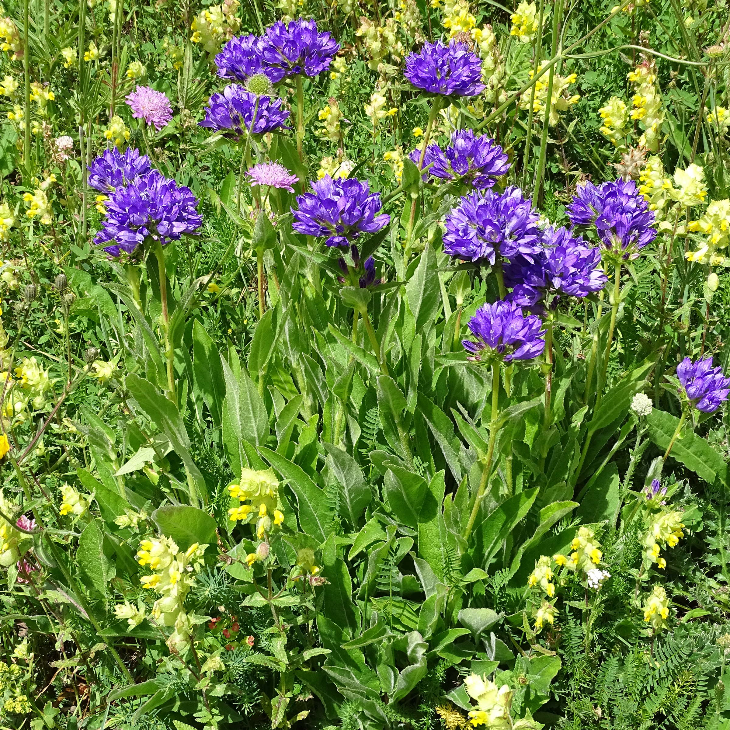 Afficher le média campanula_glomerata5mv campanula_glomerata5mv