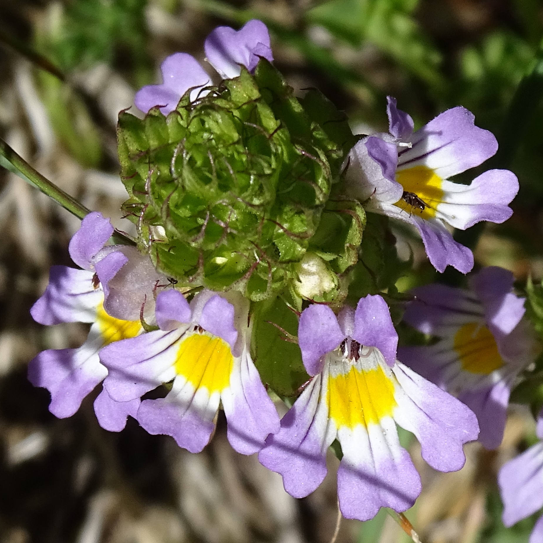 euphrasia_alpina4MV