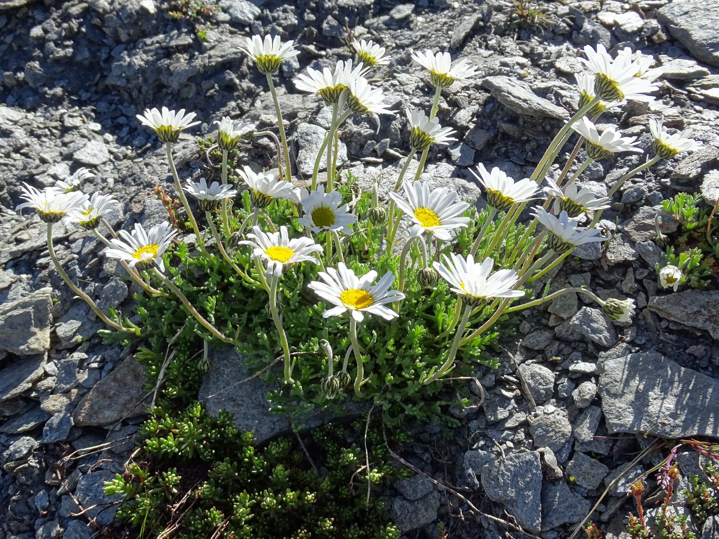 Afficher le média leucanthemopsis_alpina4mv leucanthemopsis_alpina4mv