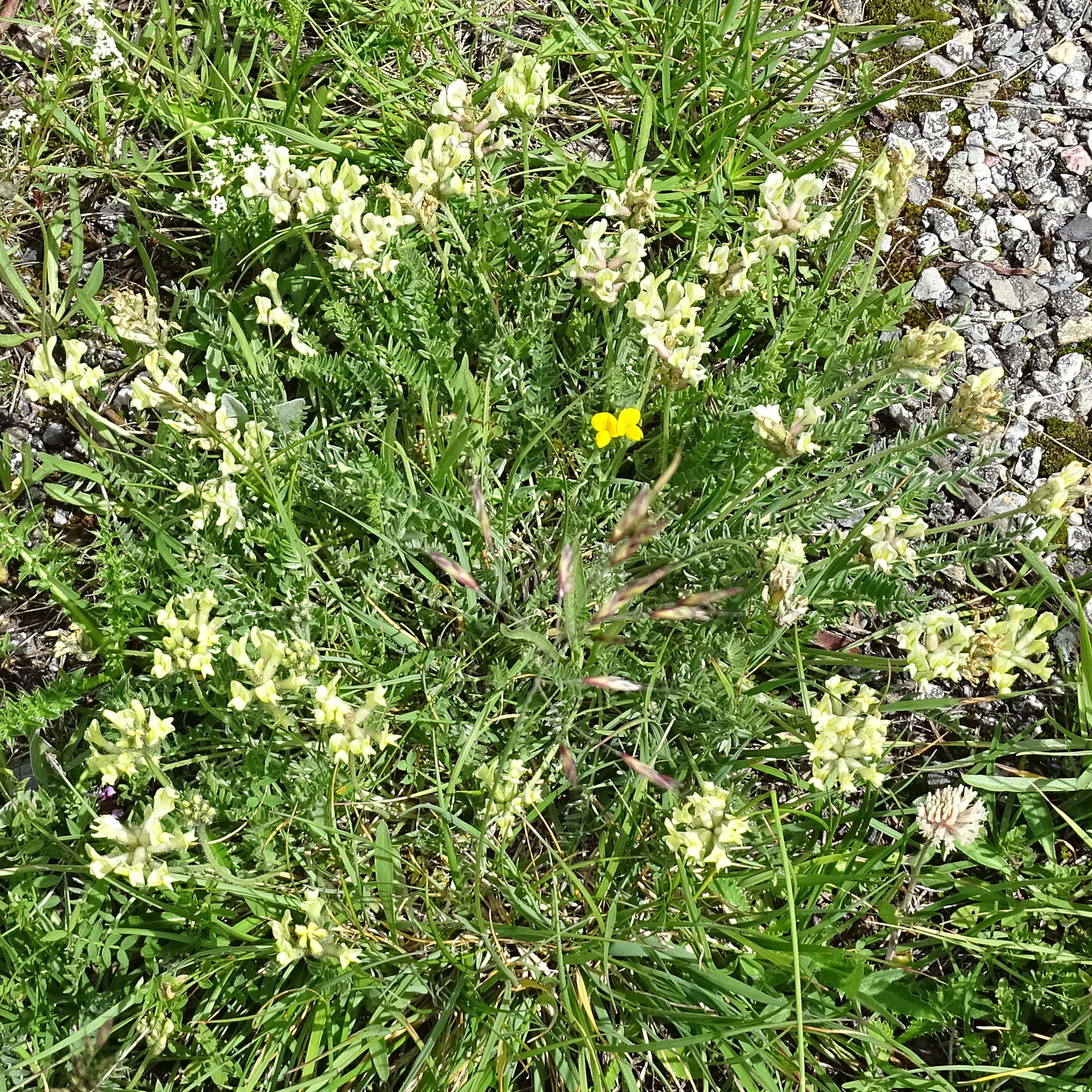 oxytropis_campestris8mv