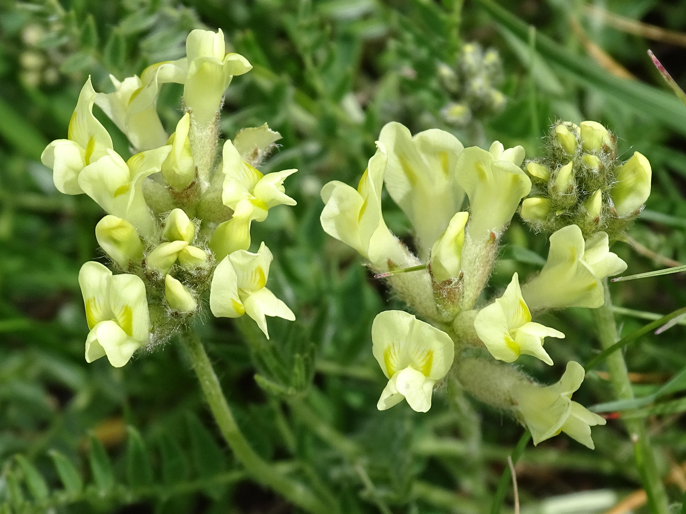 oxytropis_campestris9mv