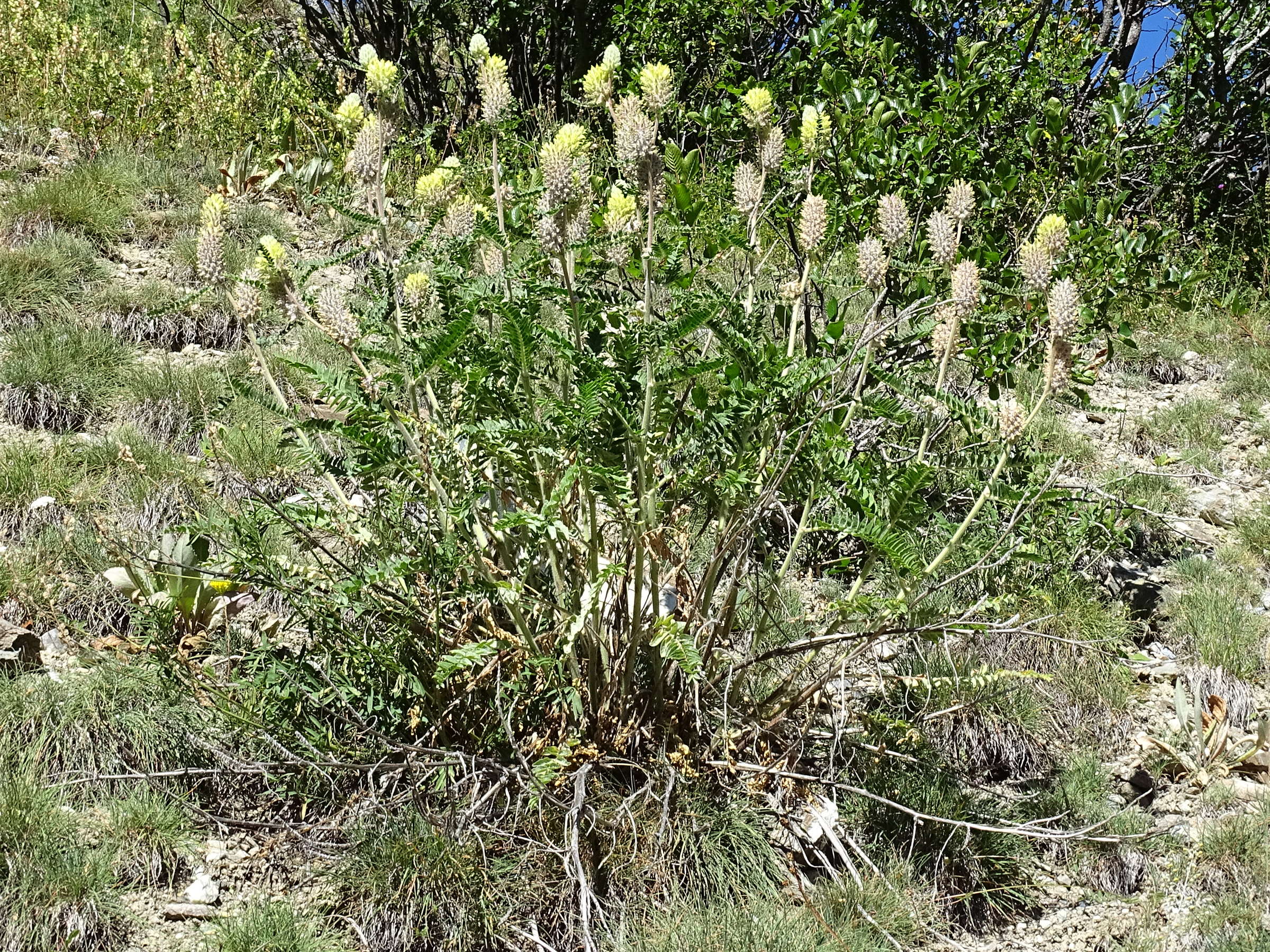 Afficher le média astragalus_alopecurus3mv astragalus_alopecurus3mv