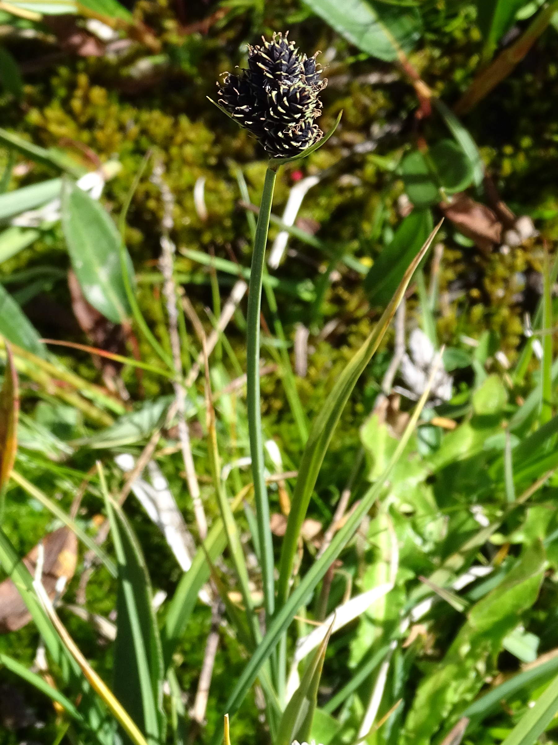 carex_parviflora1mv