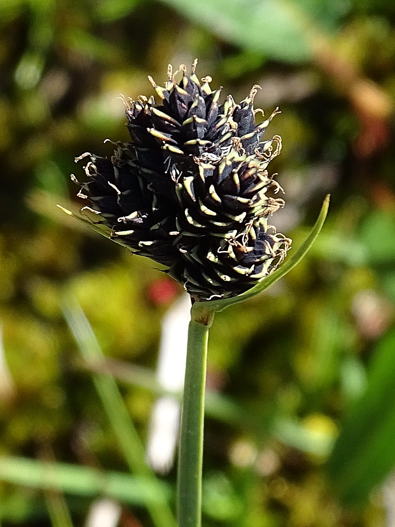 carex_parviflora2mv