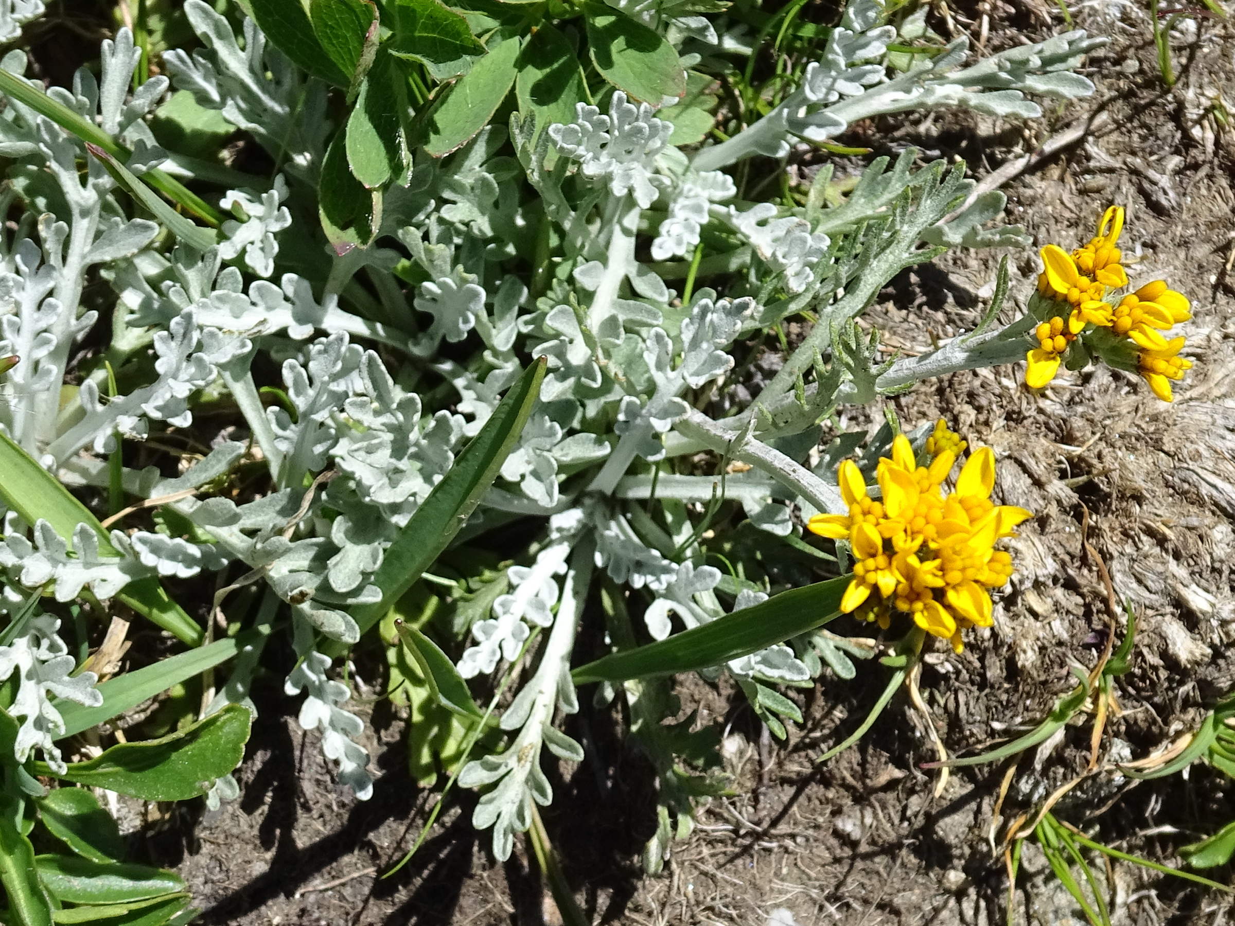 Afficher le média jacobaea_incana6mv jacobaea_incana6mv