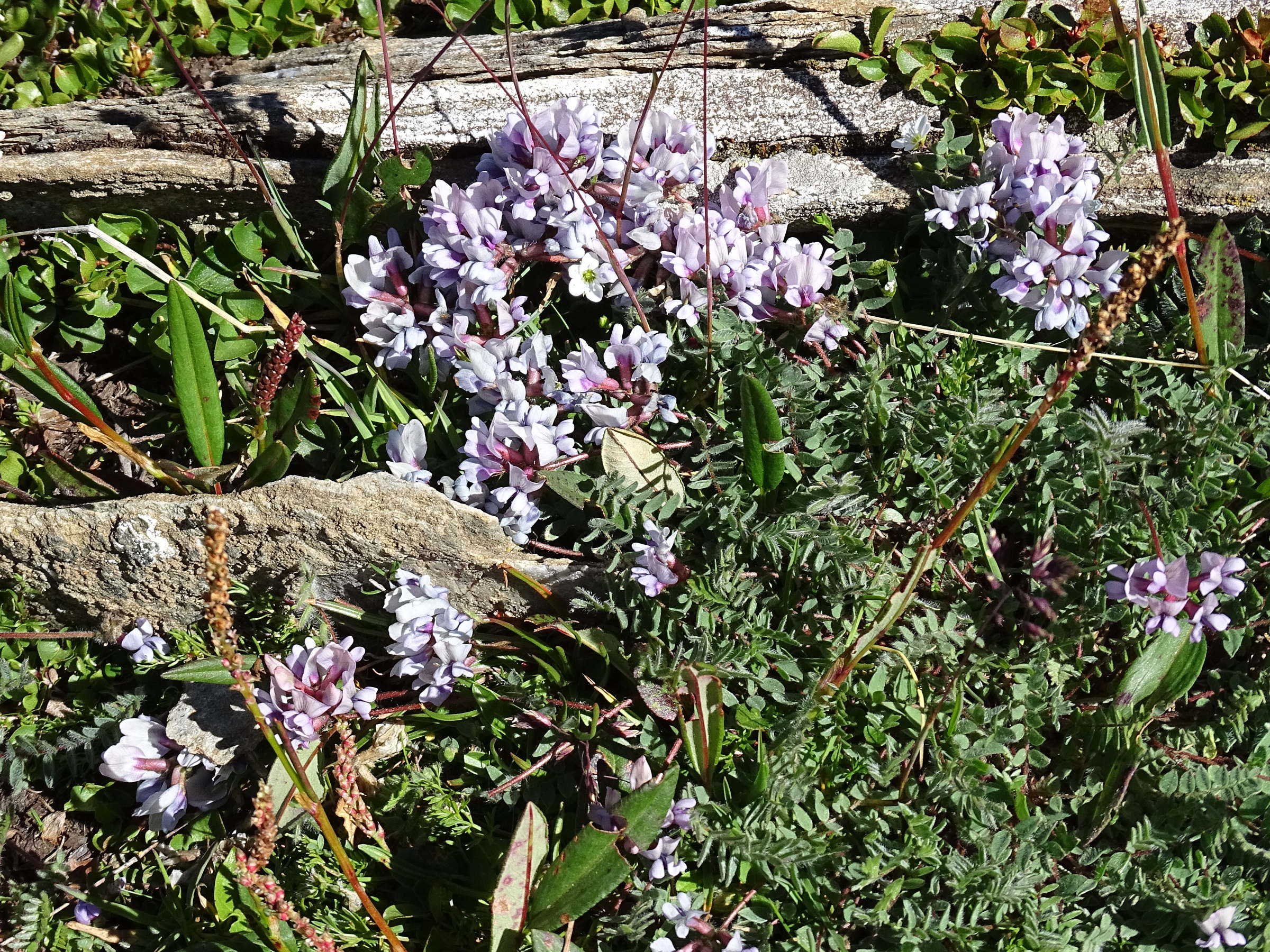 oxytropis_helvetica1mv