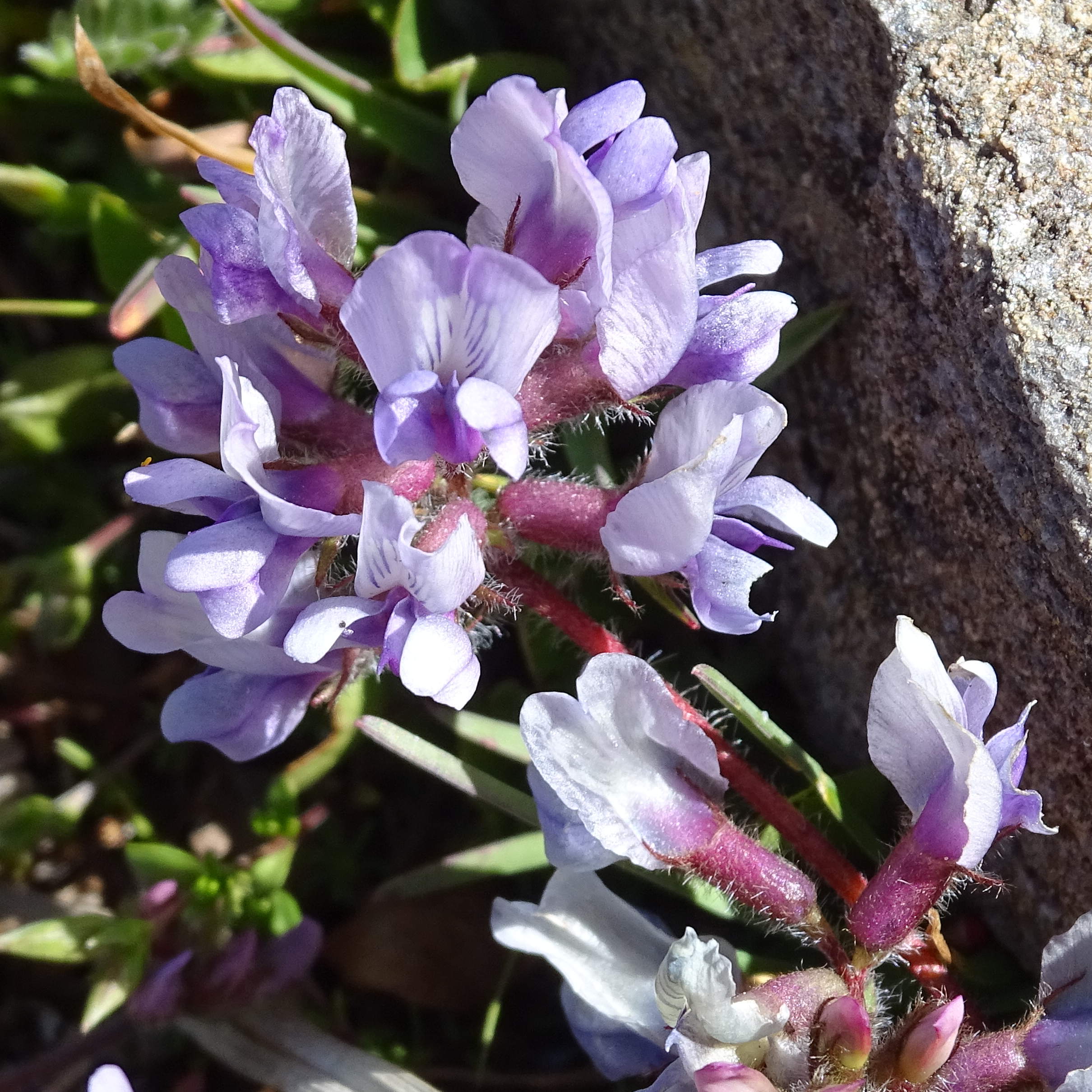 oxytropis_helvetica2mv