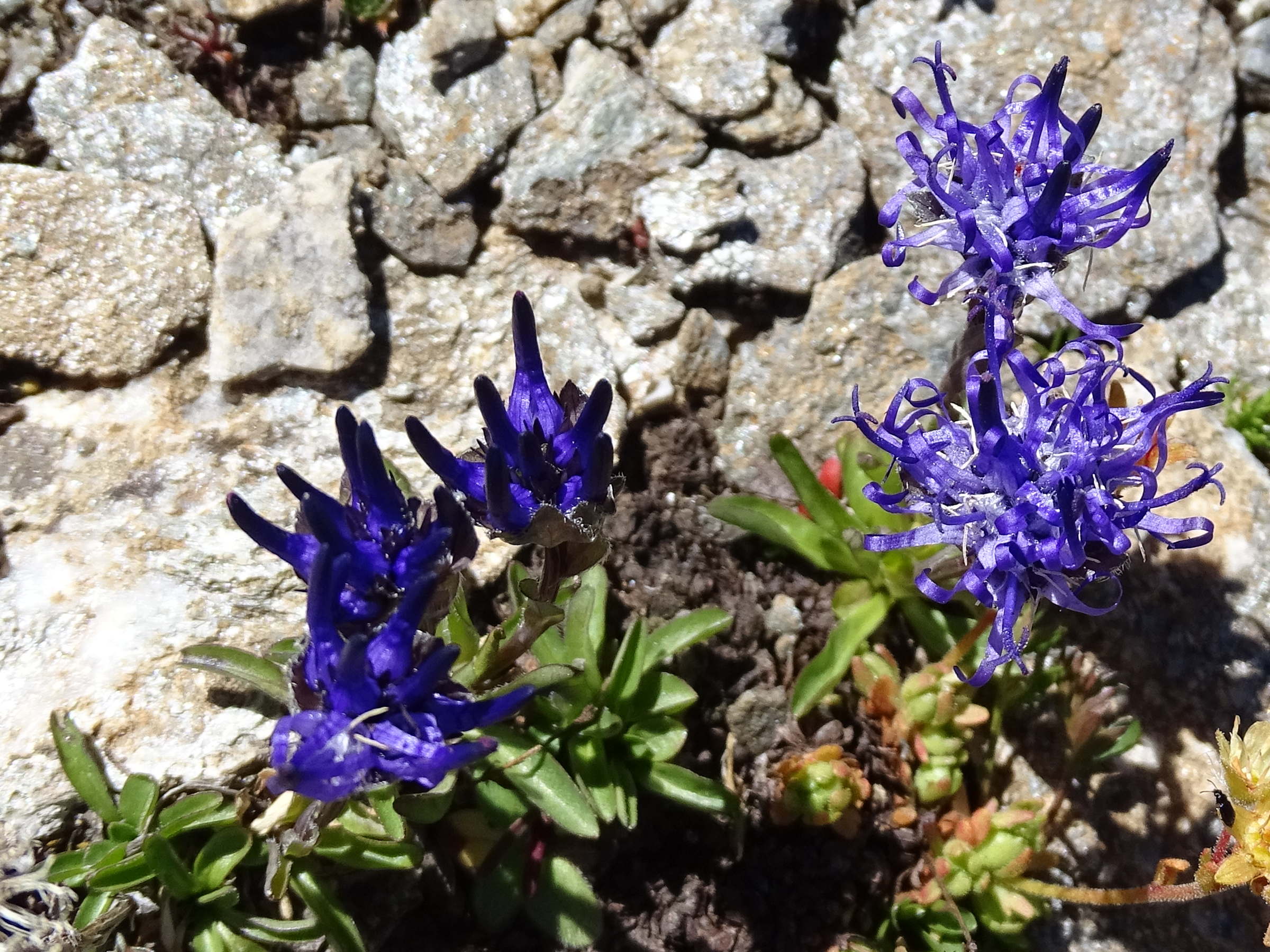 phyteuma_globulariifolium1mv