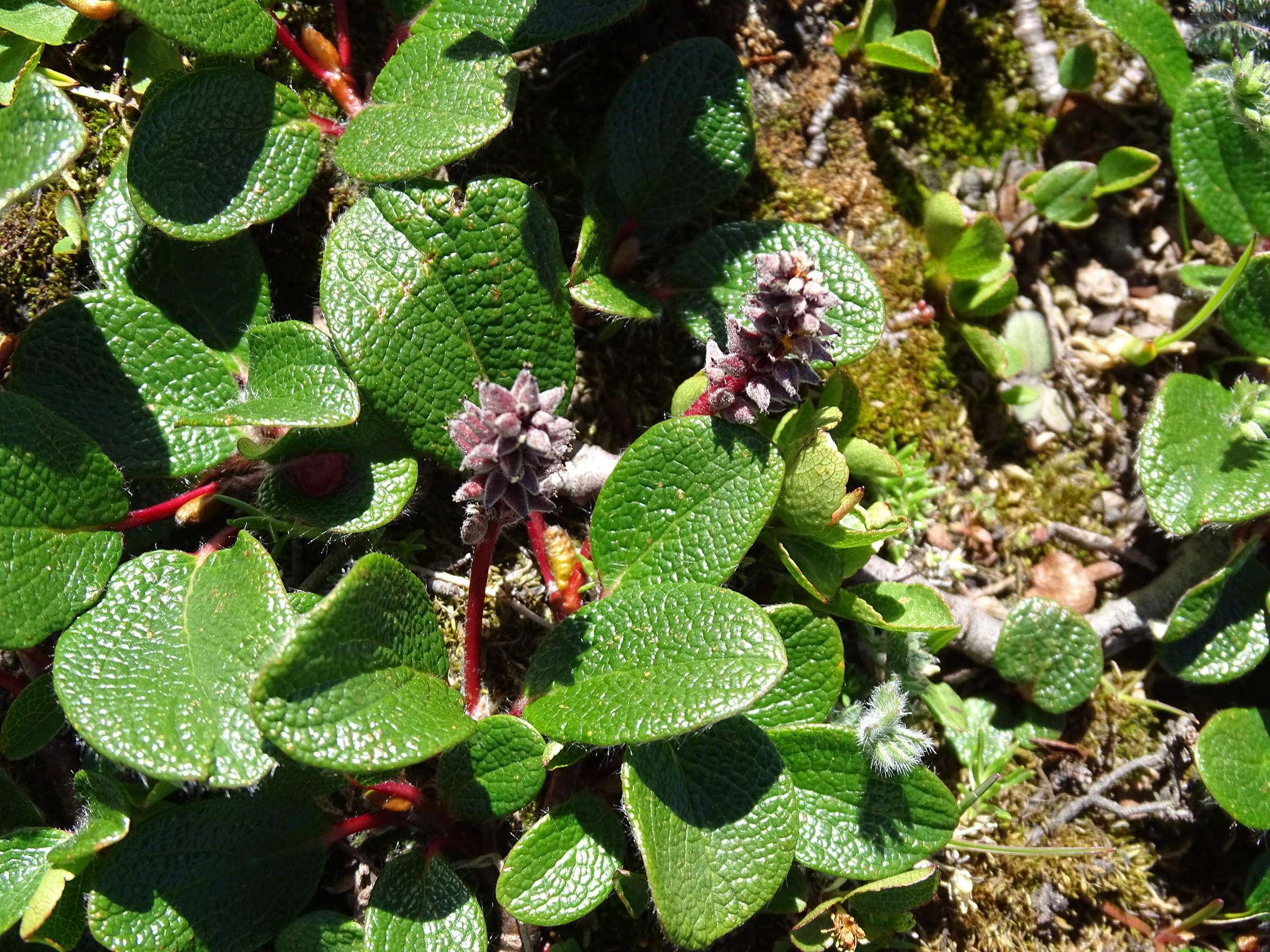 Afficher le média salix_reticulata5mv salix_reticulata5mv