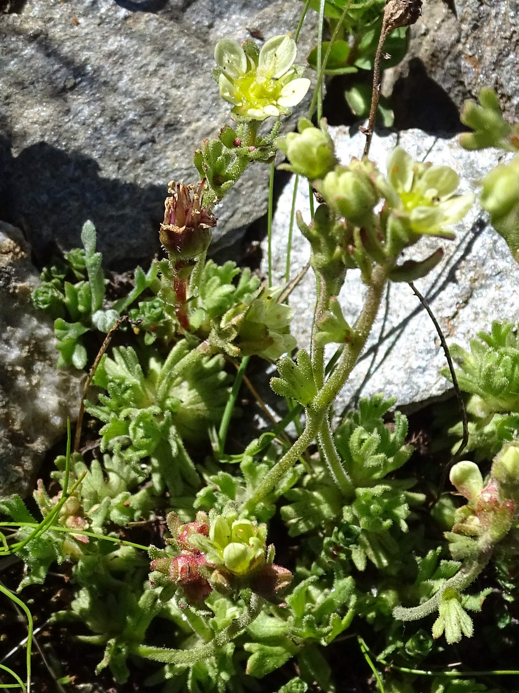 saxifraga_exarata1mv