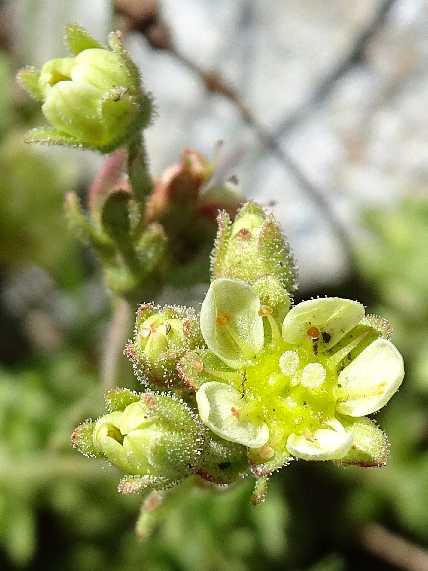 saxifraga_exarata2mv