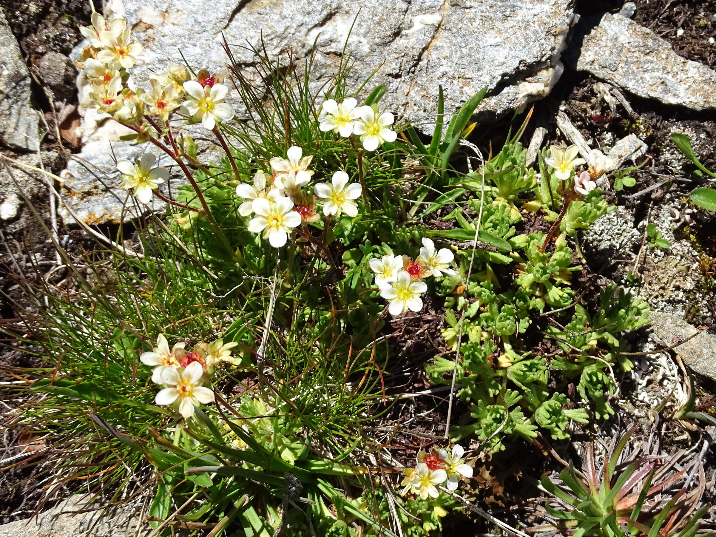 saxifraga_exarata3mv