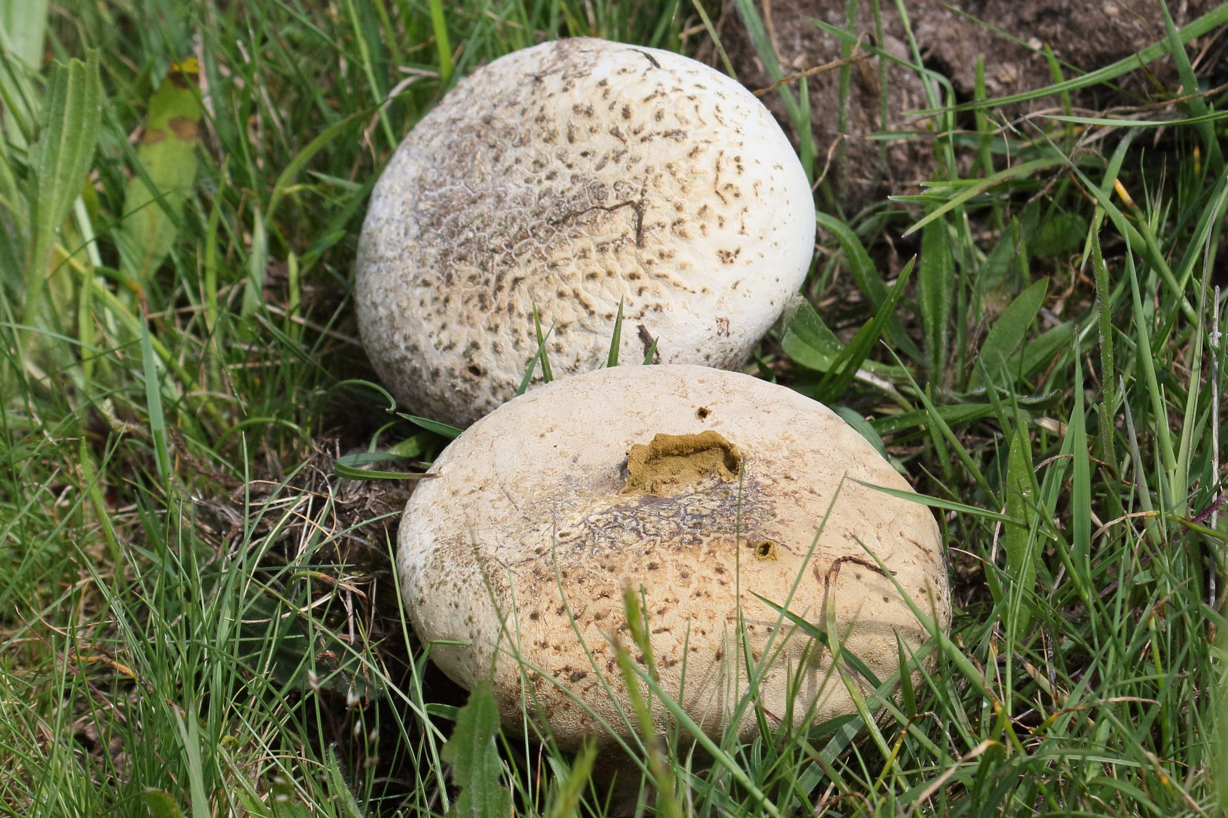 calvatia_utriformis5bd