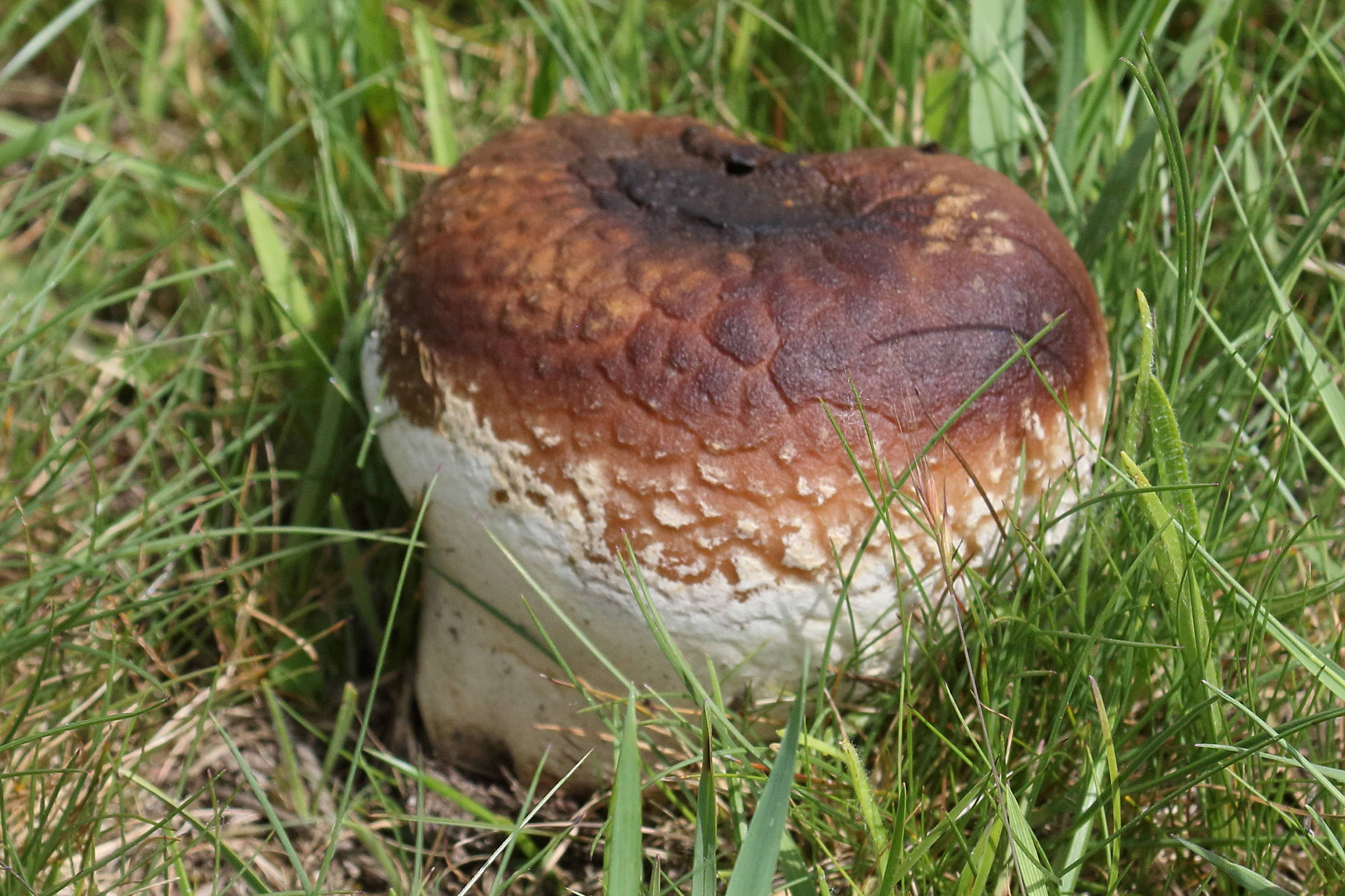 calvatia_utriformis6bd