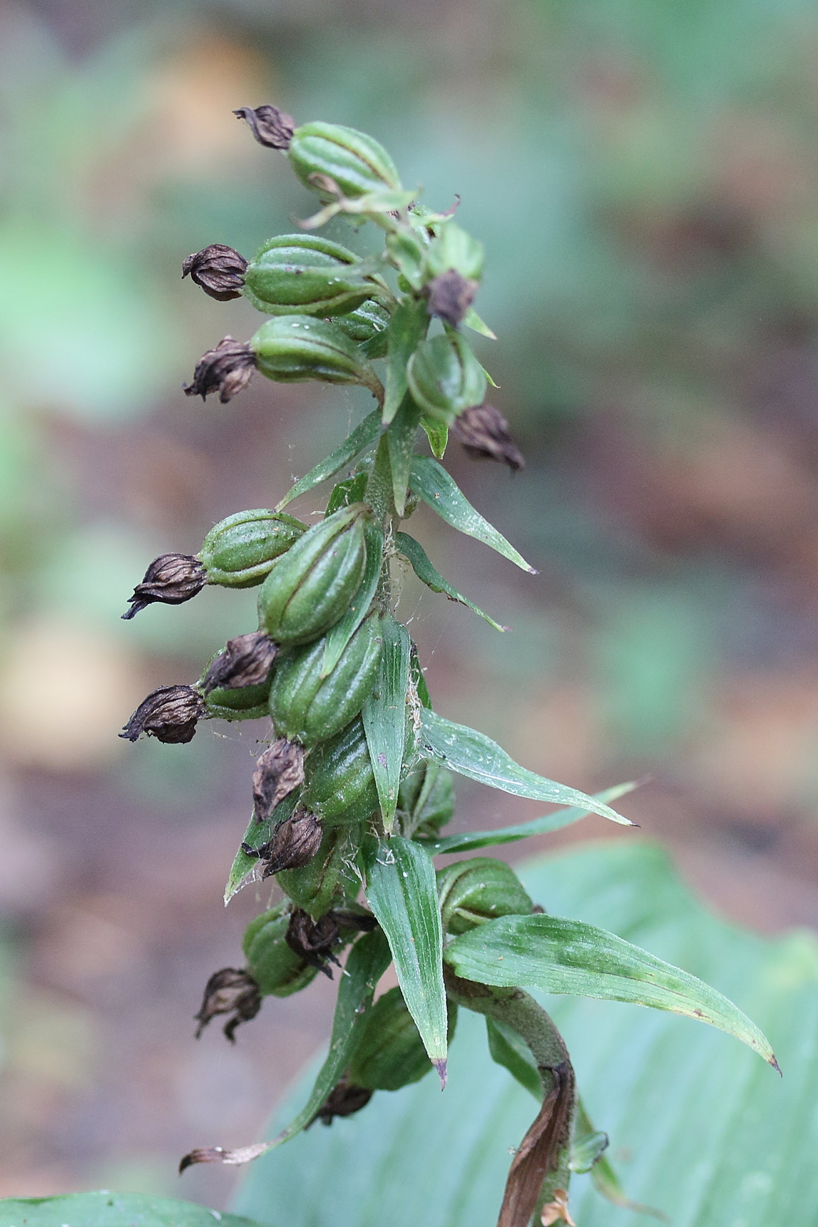 Afficher le média epipactis_helleborine9md epipactis_helleborine9md