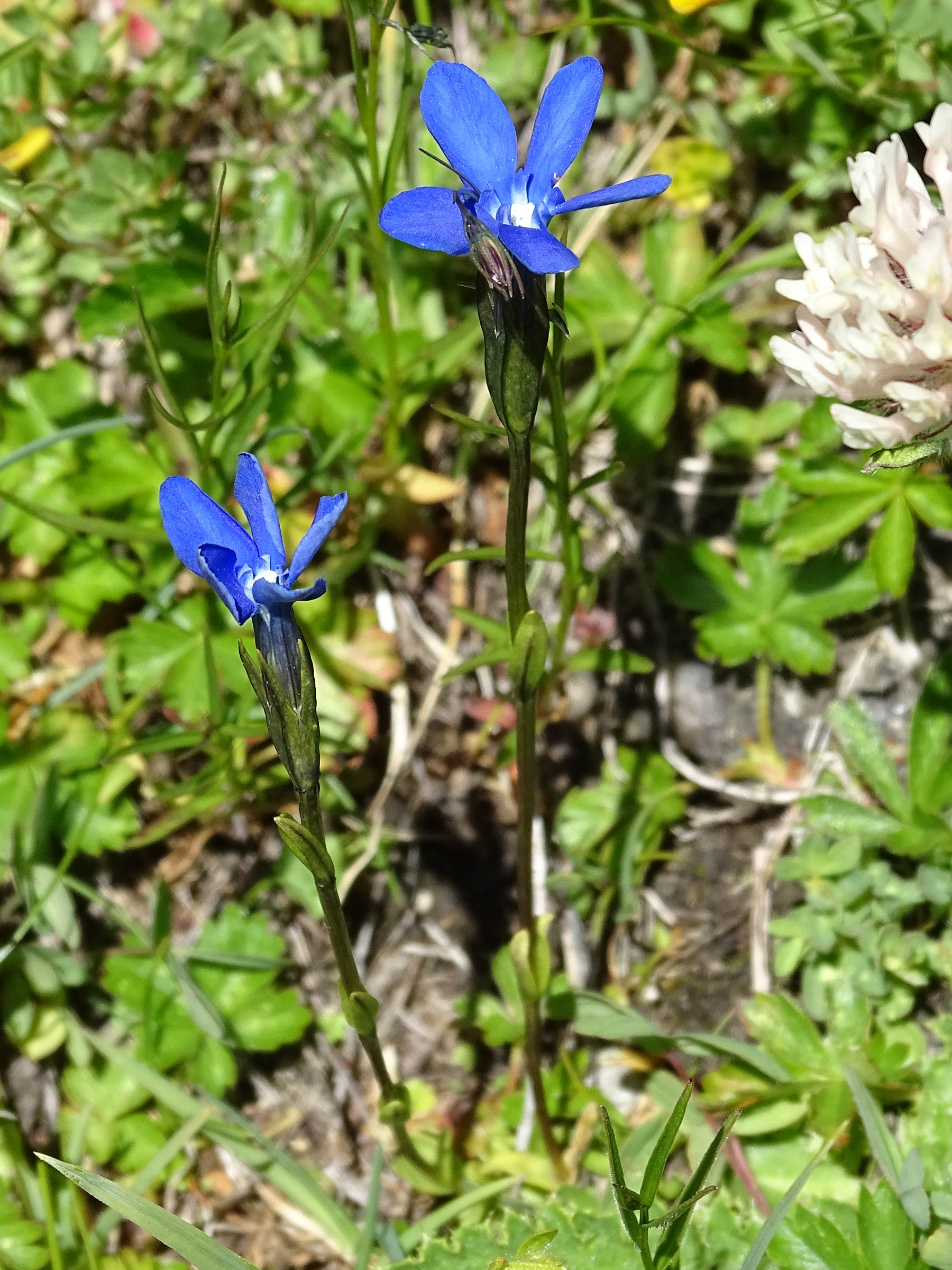 gentiana_brachyphylla1mv