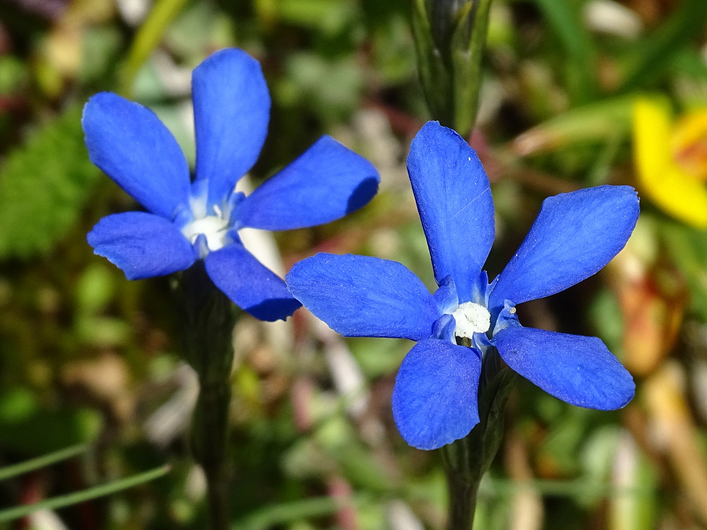 gentiana_brachyphylla2mv