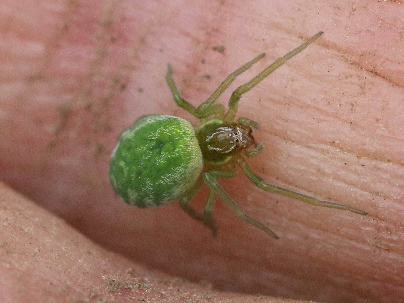 nigma_walckenaeri2md