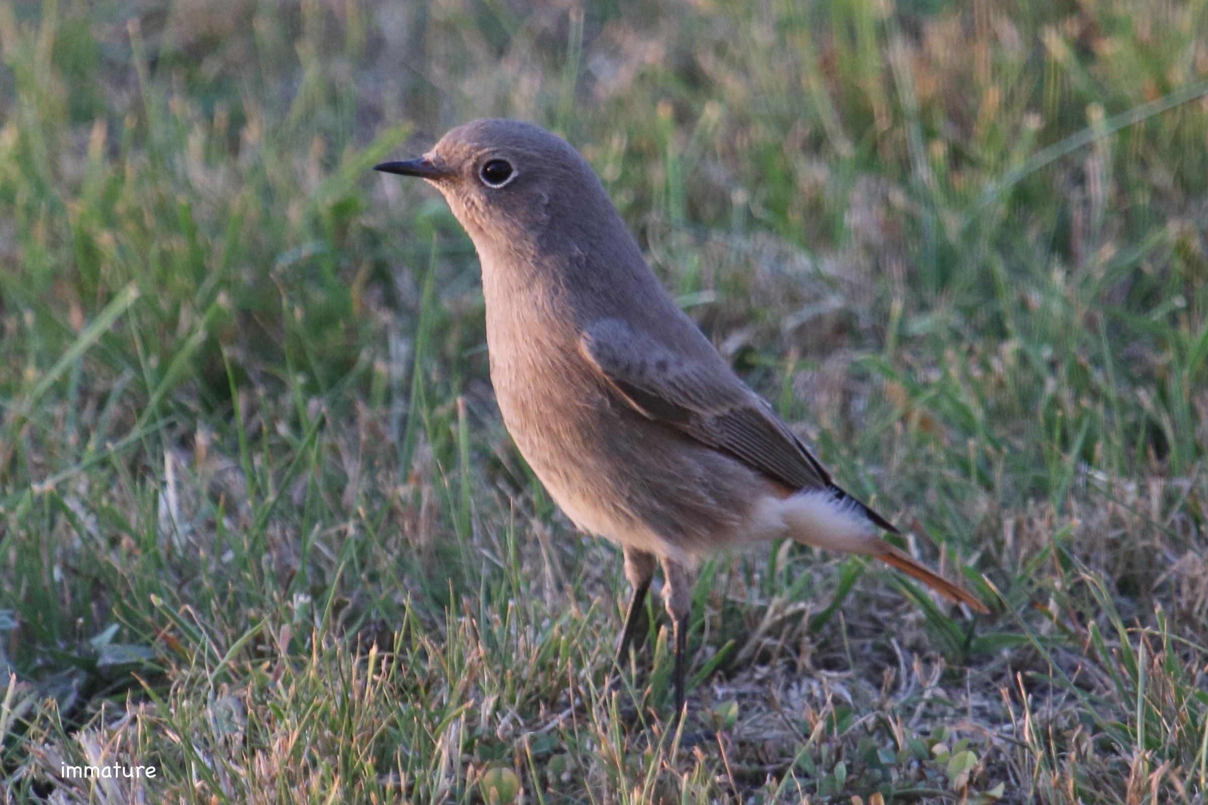 rougequeue_noir_-_phoenicurus_ochruros9md