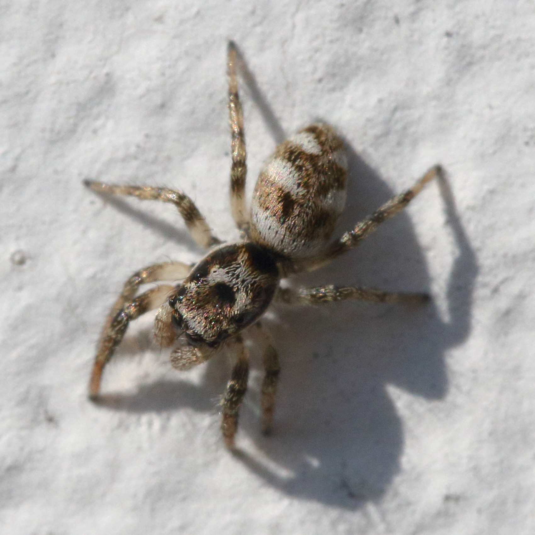 salticus_scenicus1md