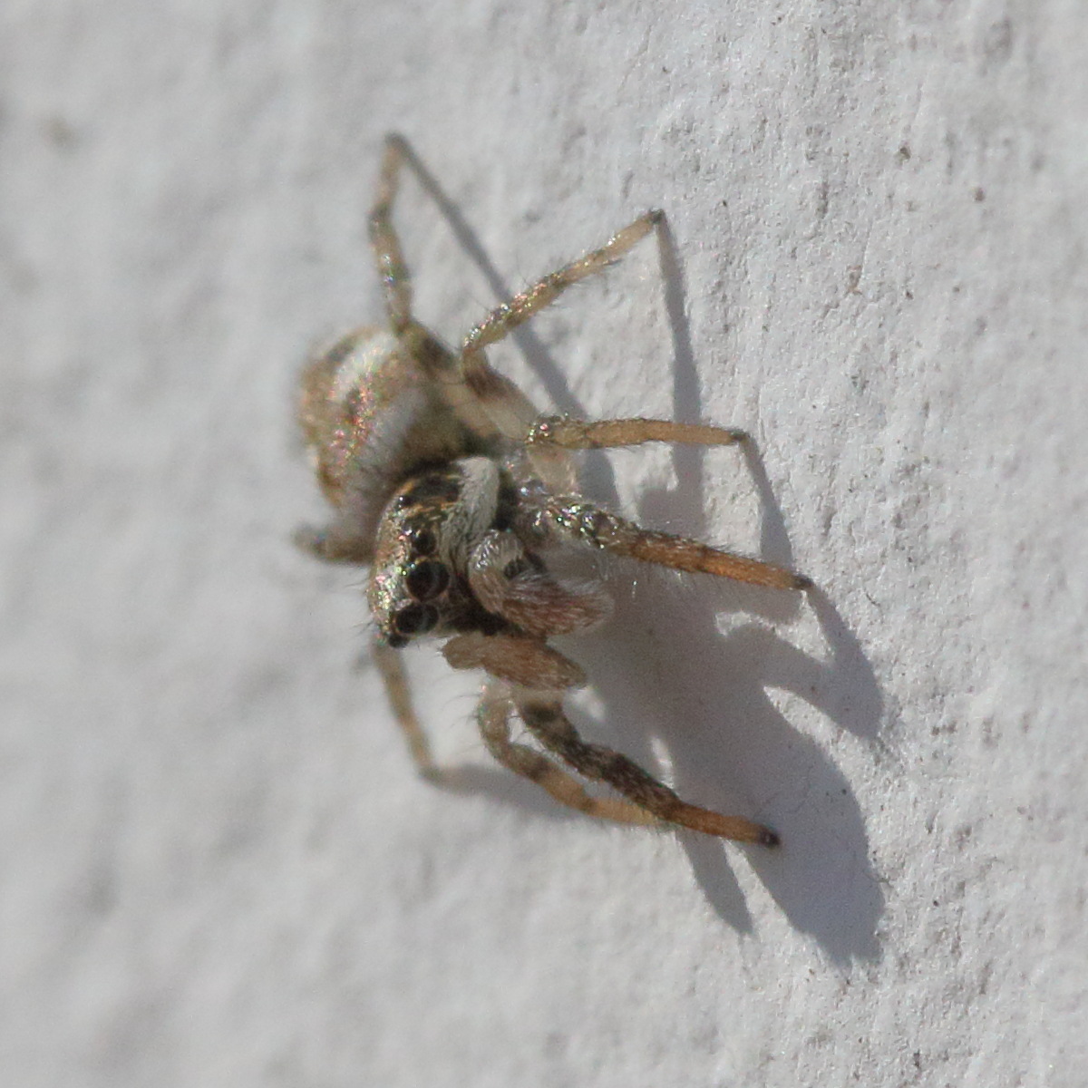 salticus_scenicus2md