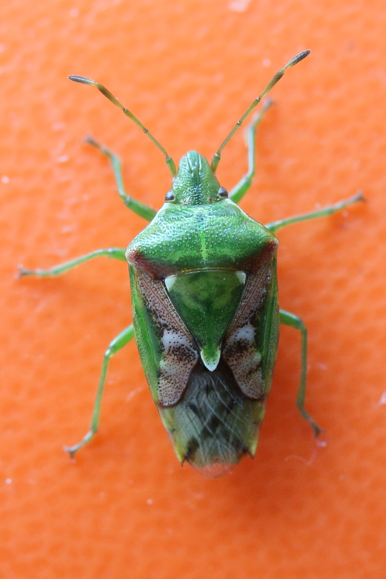 cyphostethus_tristriatus1md