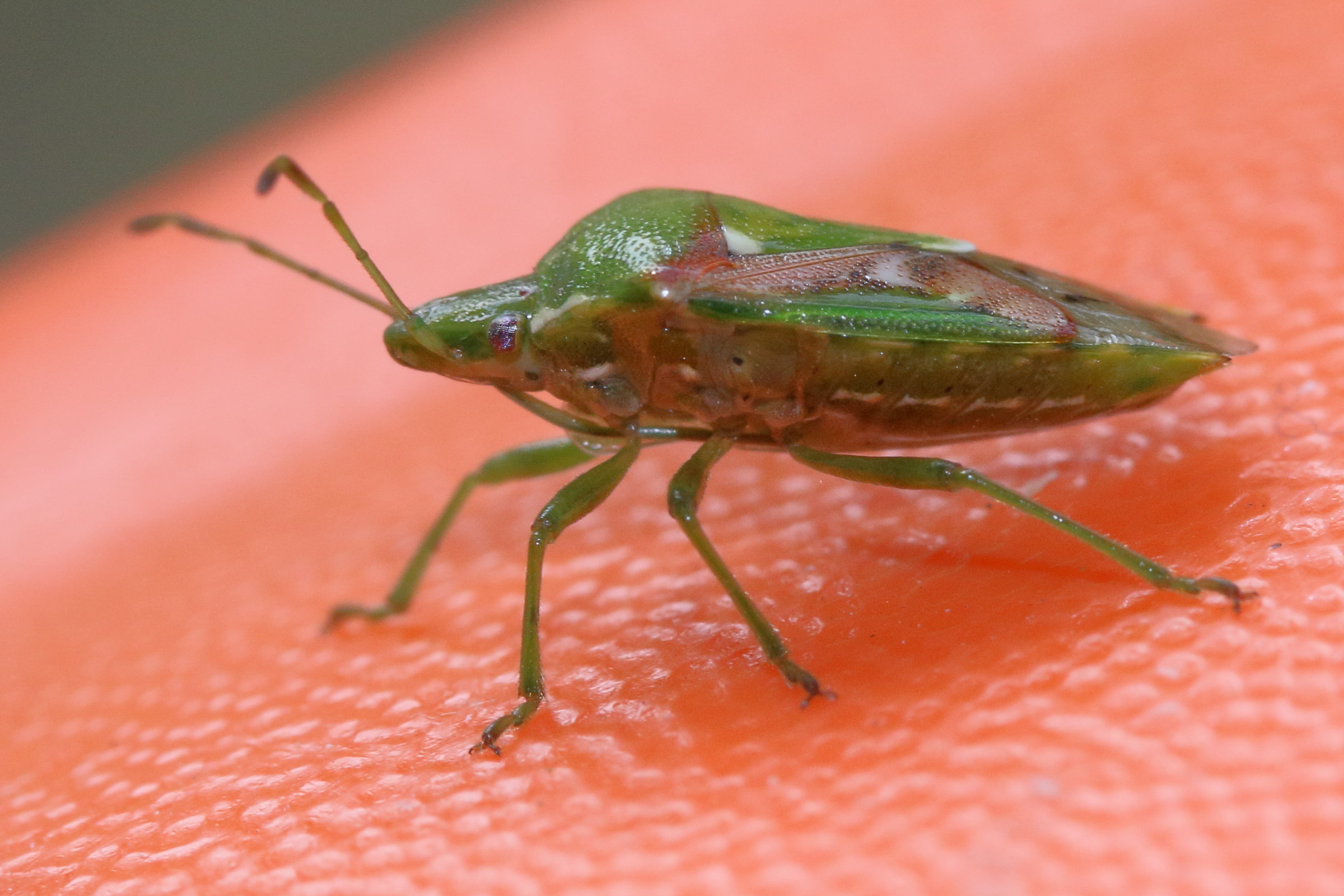 cyphostethus_tristriatus2md