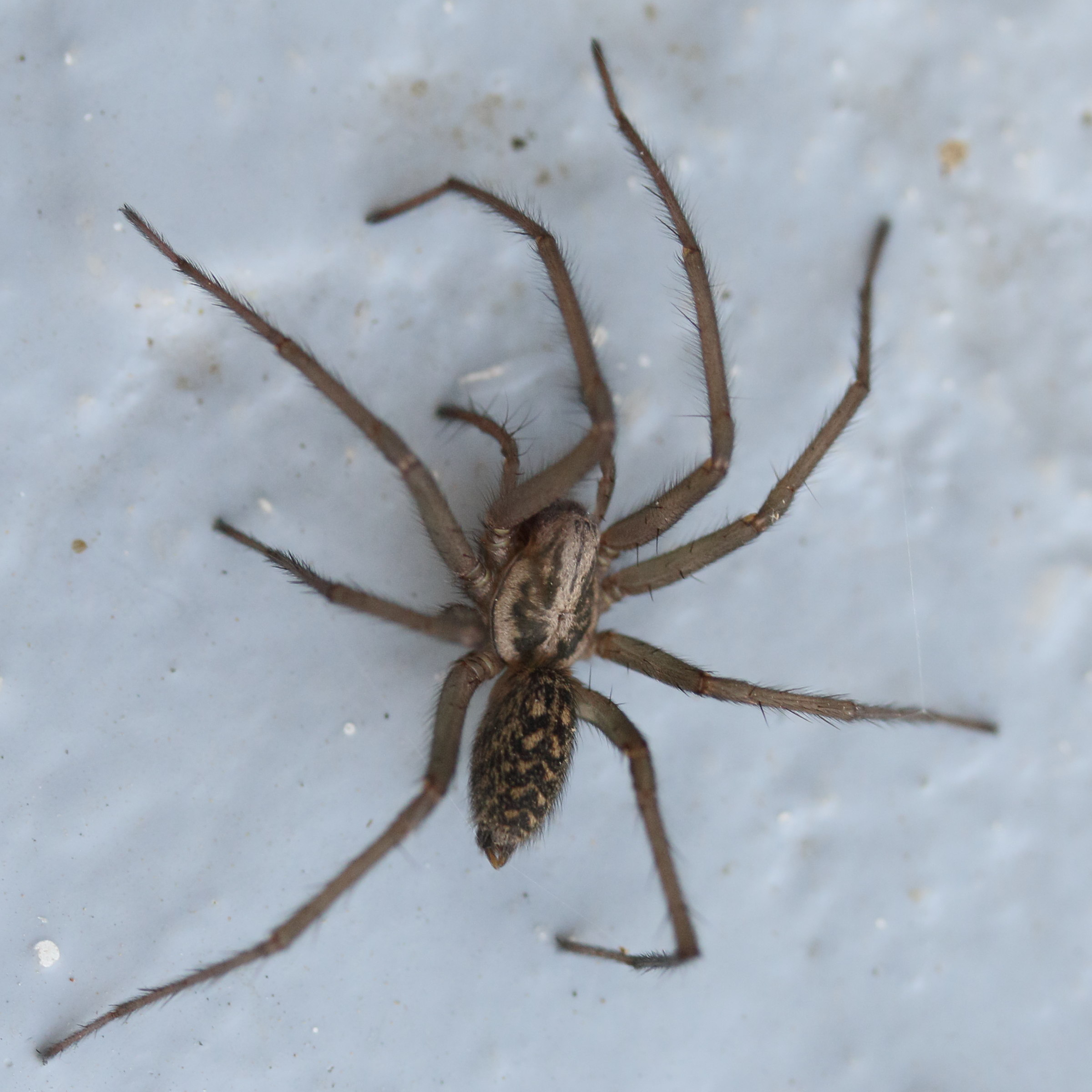 eratigena_duellica3md