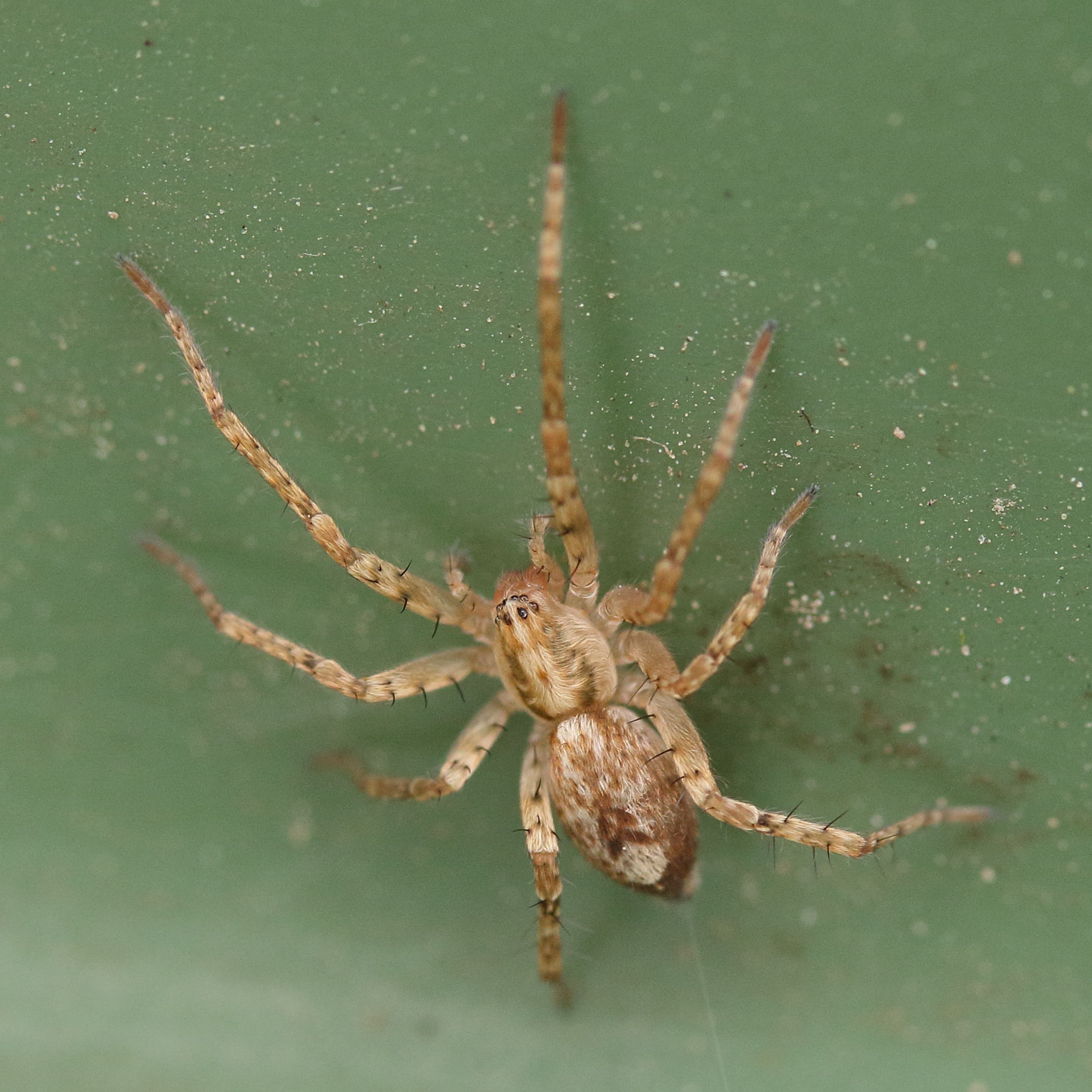 anyphaena_accentuata2md