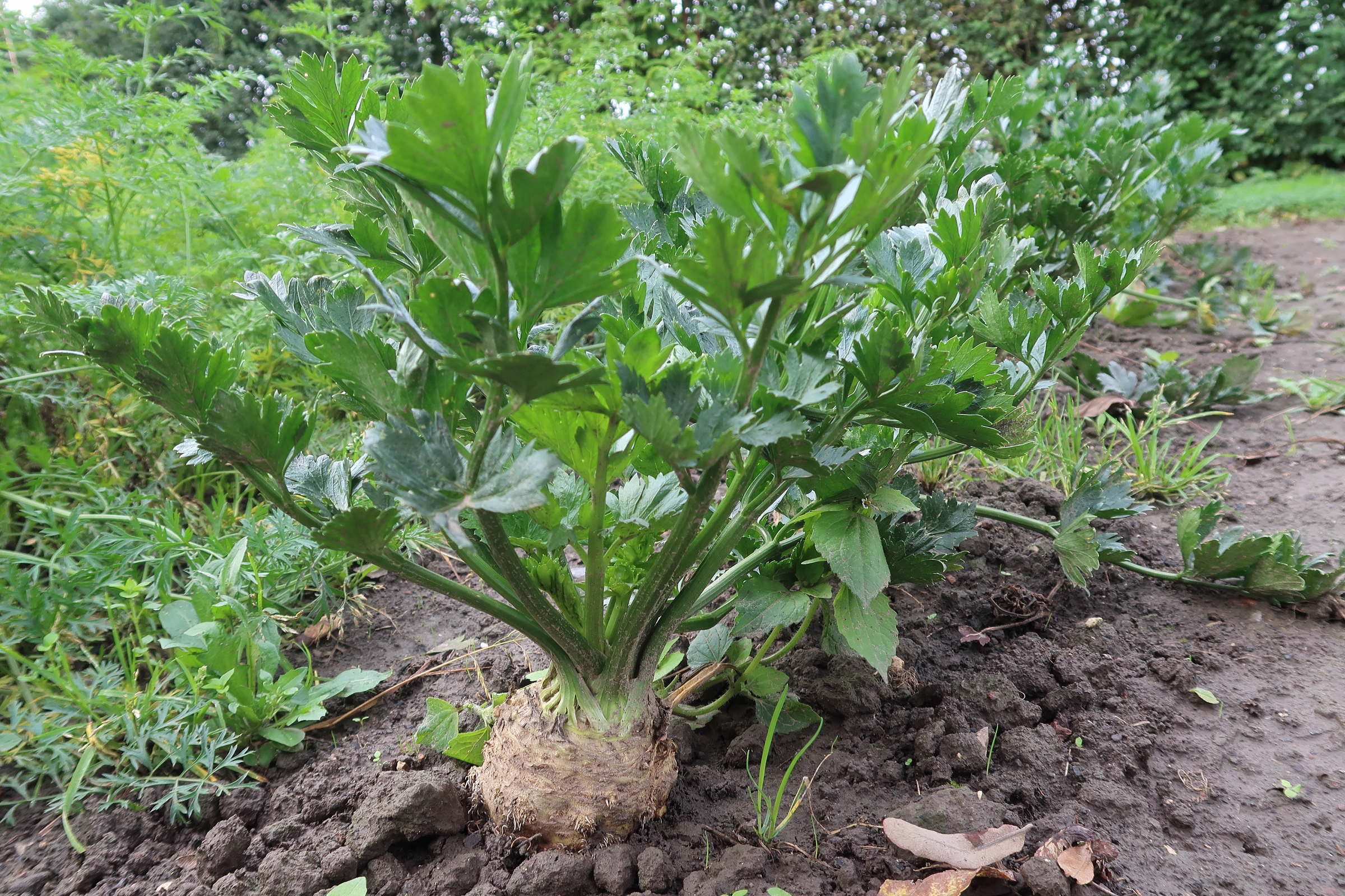 apium_graveolens_rapaceum2md