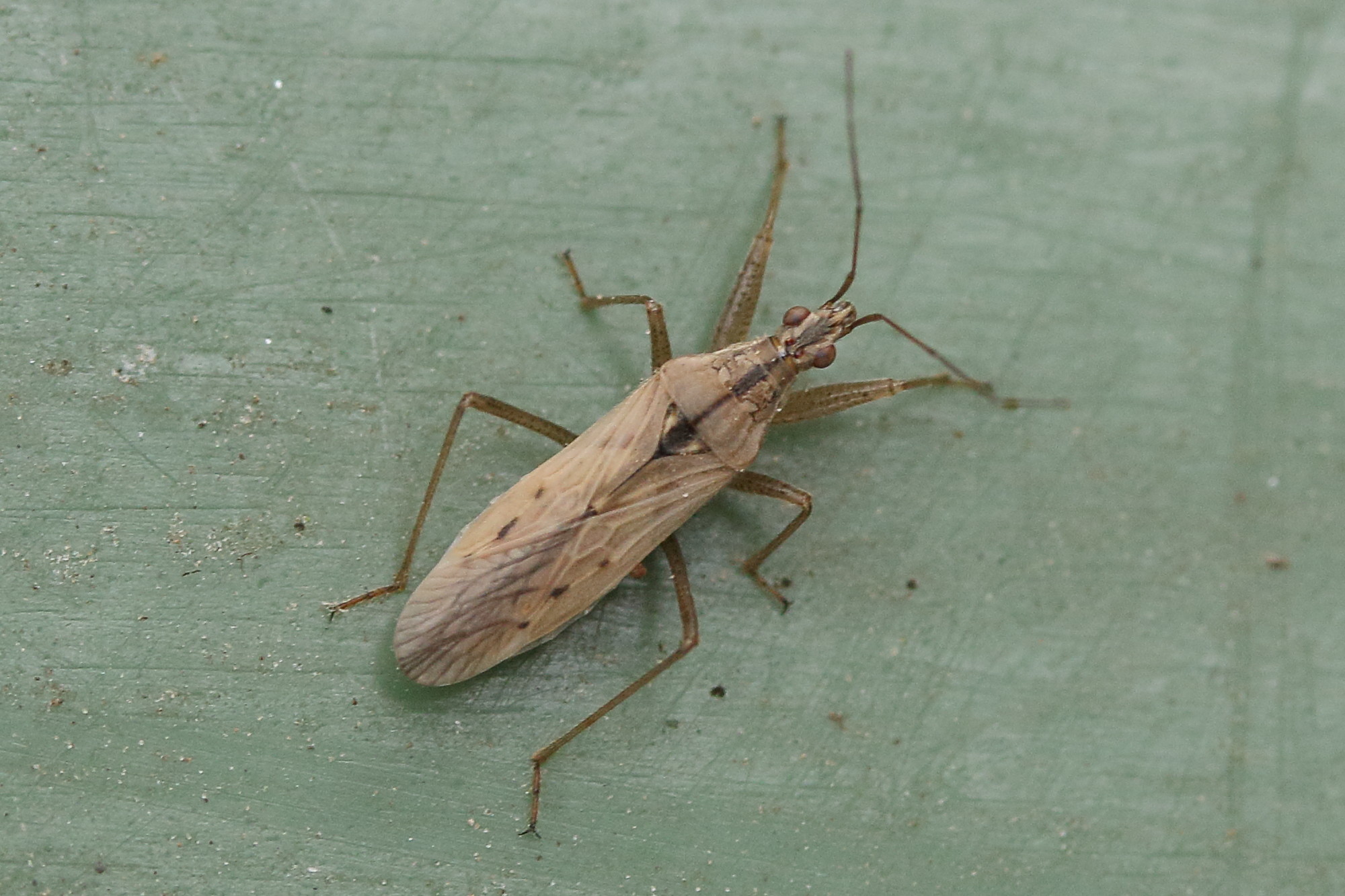 nabis_ferus-pseudoferus1md