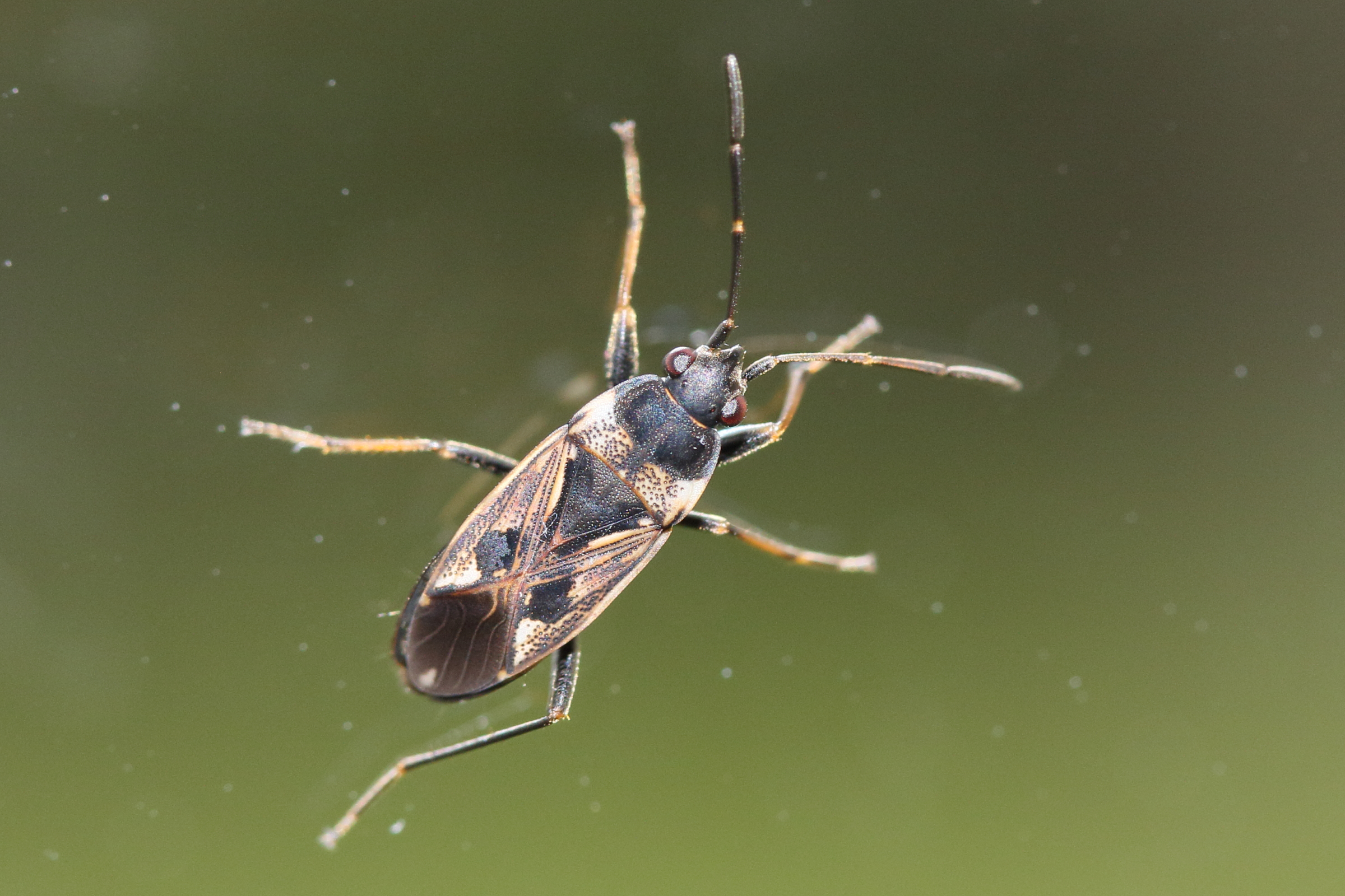 rhtparochromus_vulgaris4md