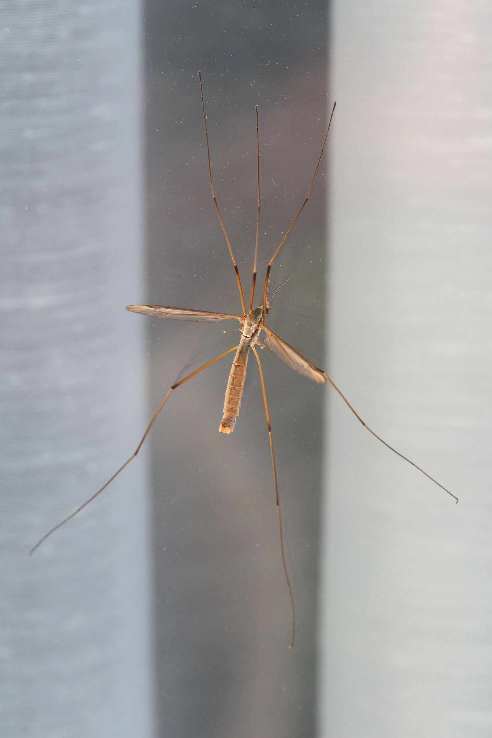 tipula_paludosa1md