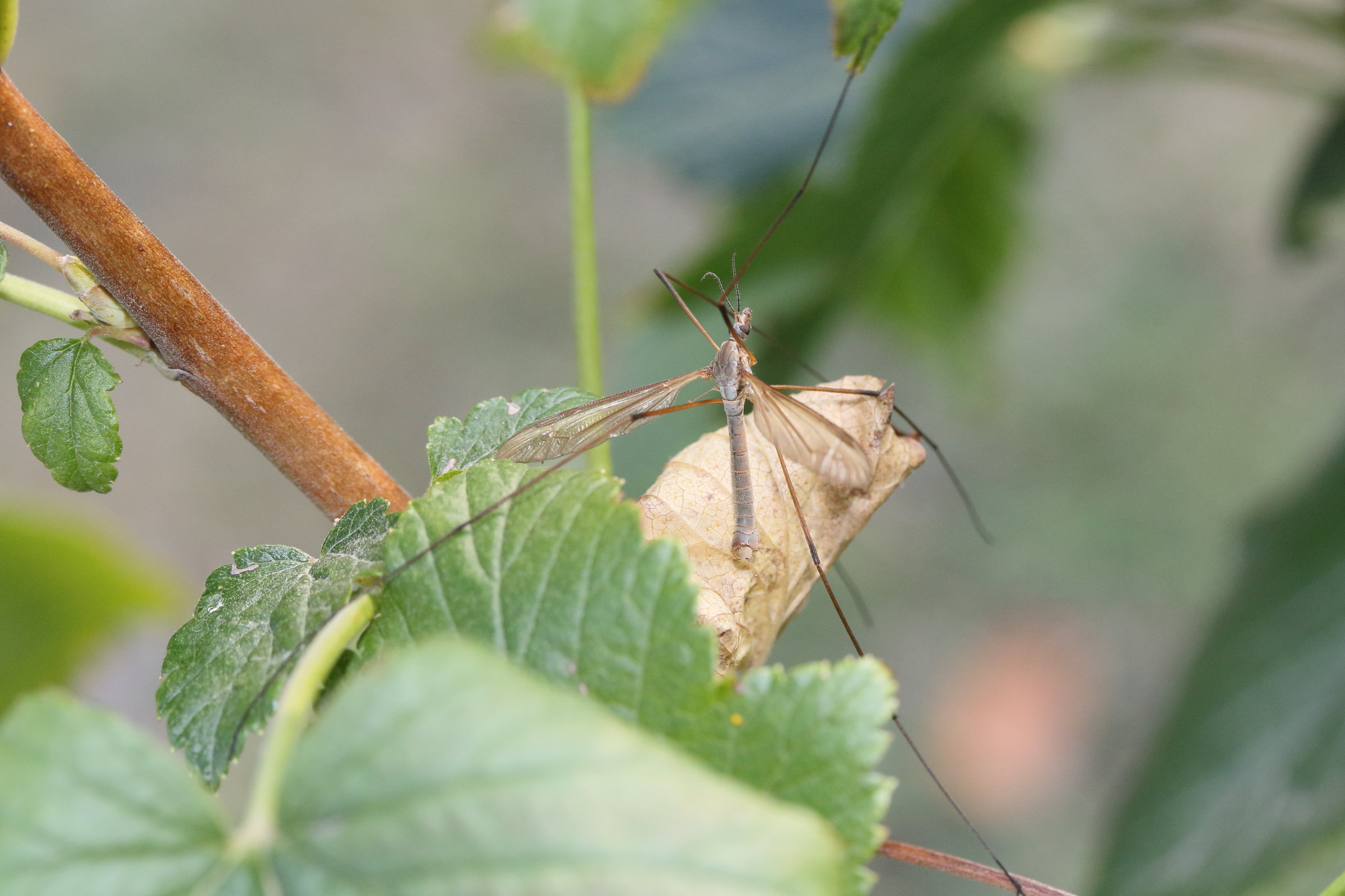 tipula_paludosa3md