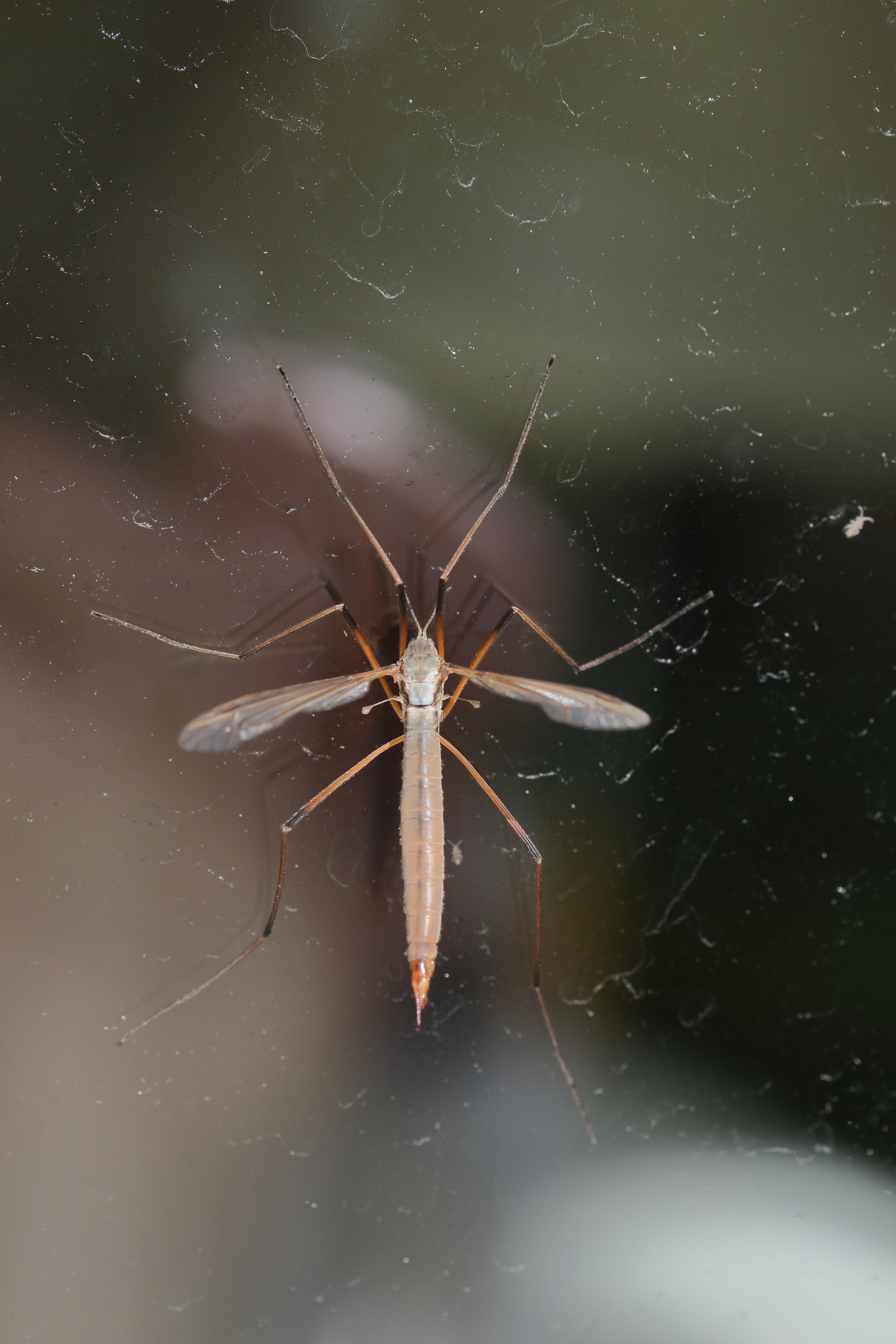 tipula_paludosa4md