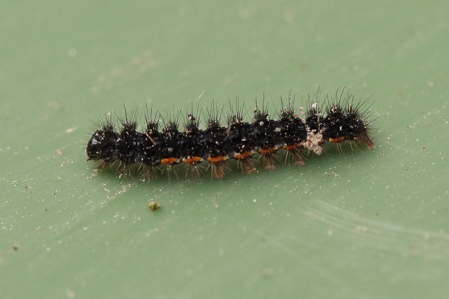 araschnia_levana_ch4md