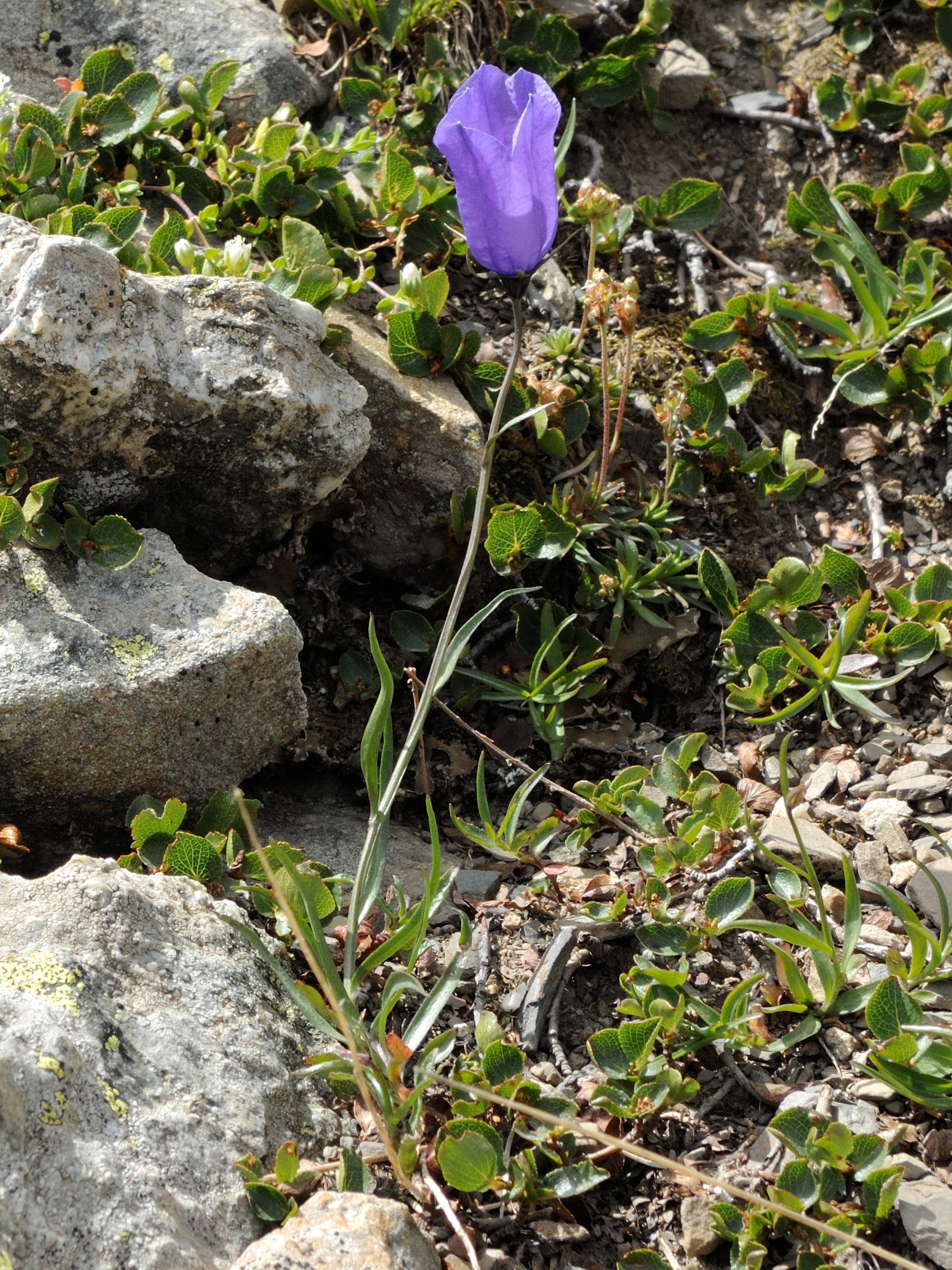 campanula_scheuchzeri1md