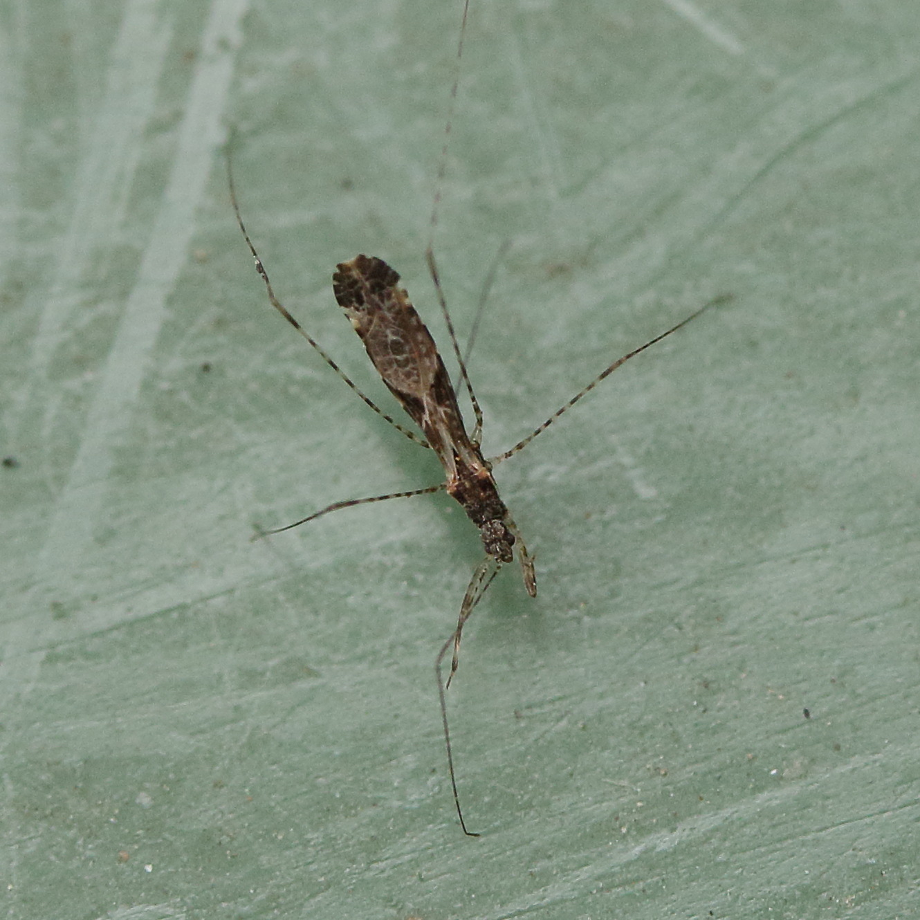 empicoris_culiciformis1md