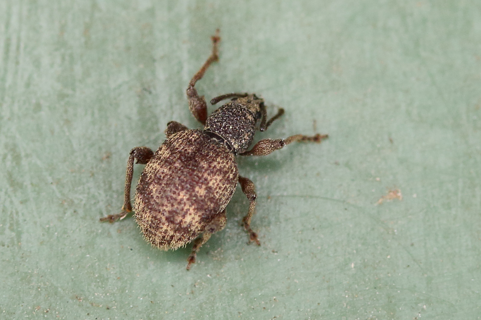 Afficher le média otiorhynchus_crataegi1md otiorhynchus_crataegi1md