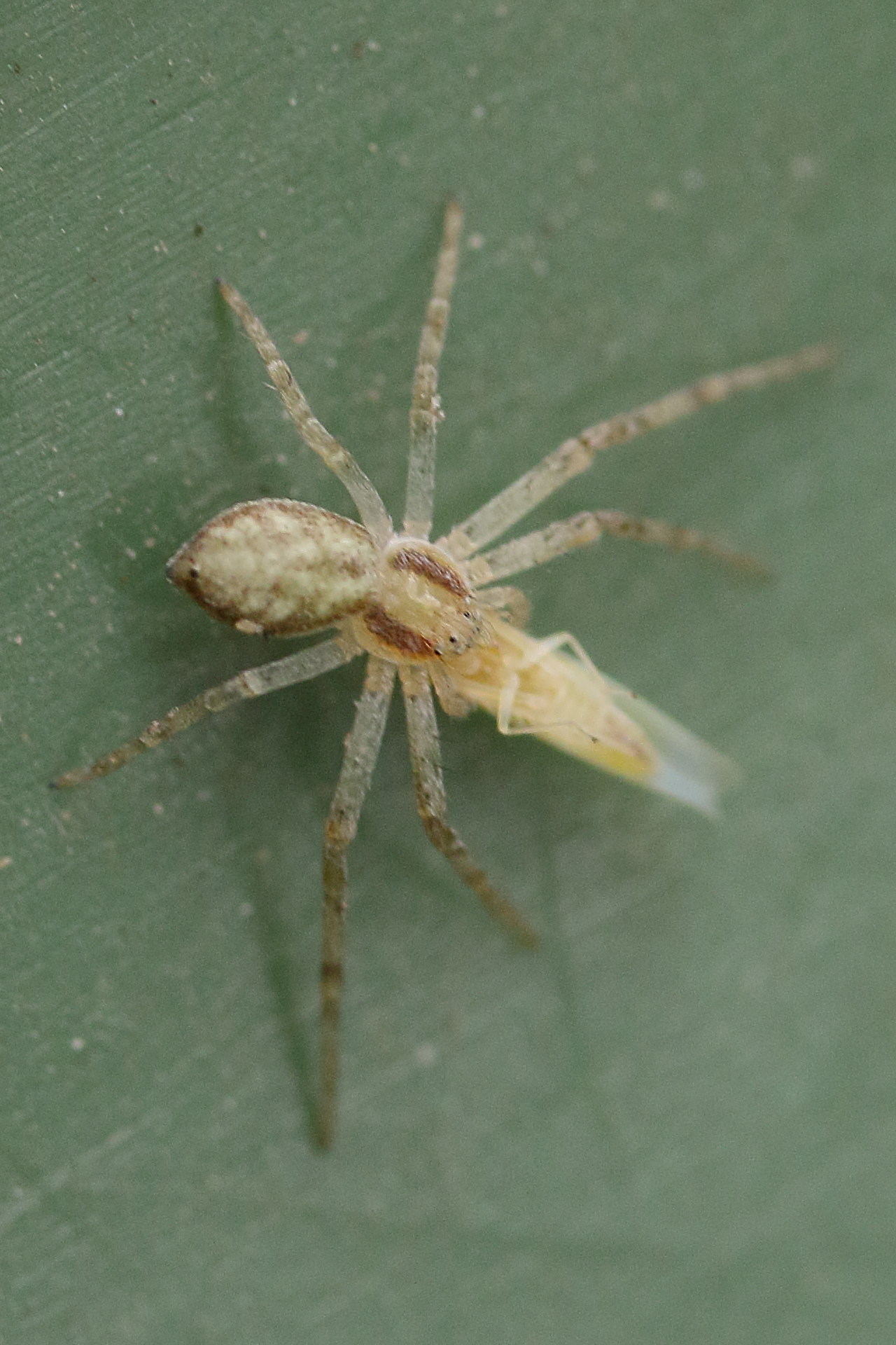 philodromus_dispar1md