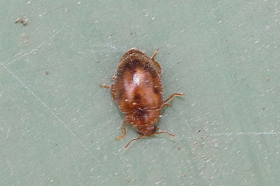 rhyzobius_chrysomeloides1md