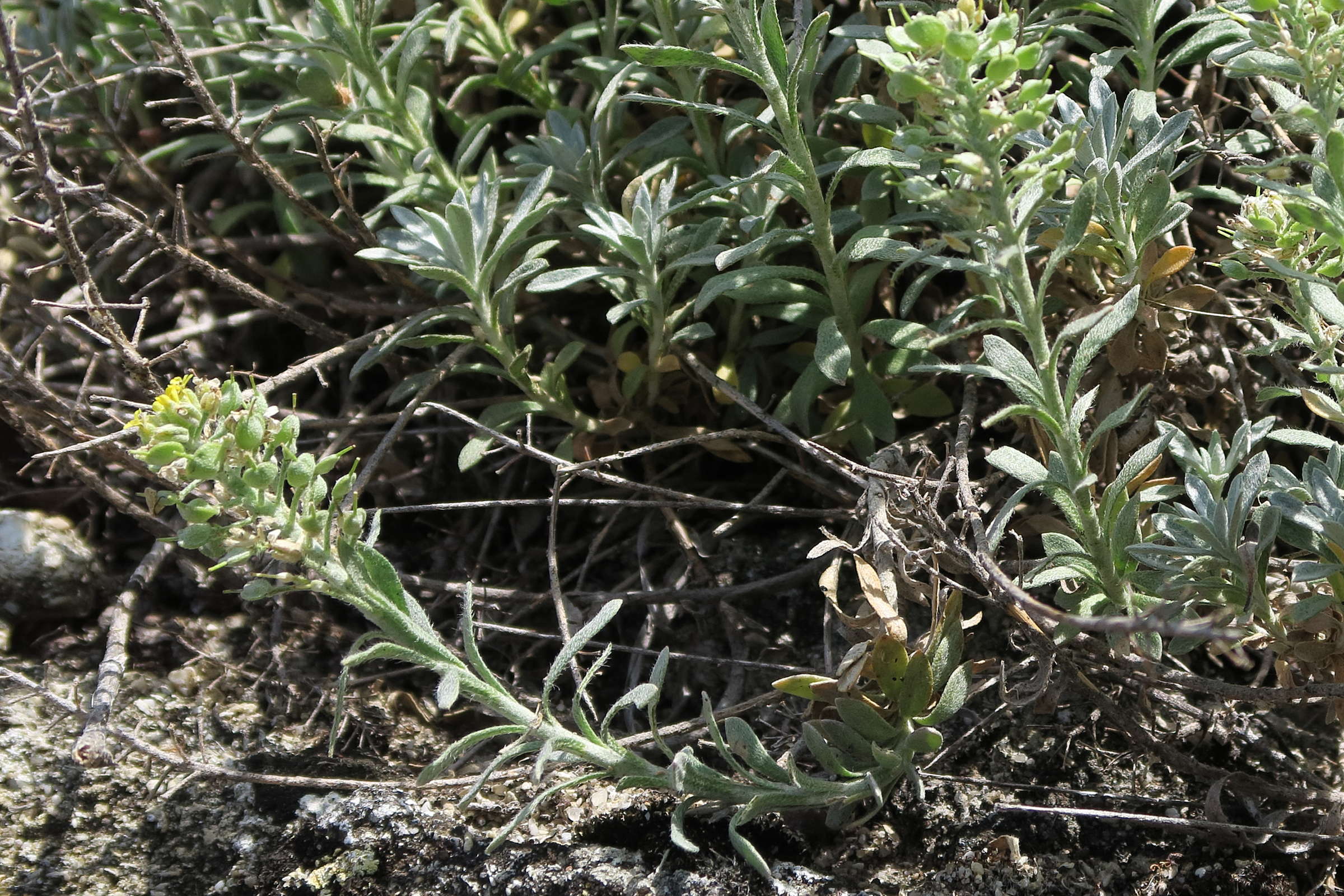 Afficher le média alyssum_campestre3md alyssum_campestre3md