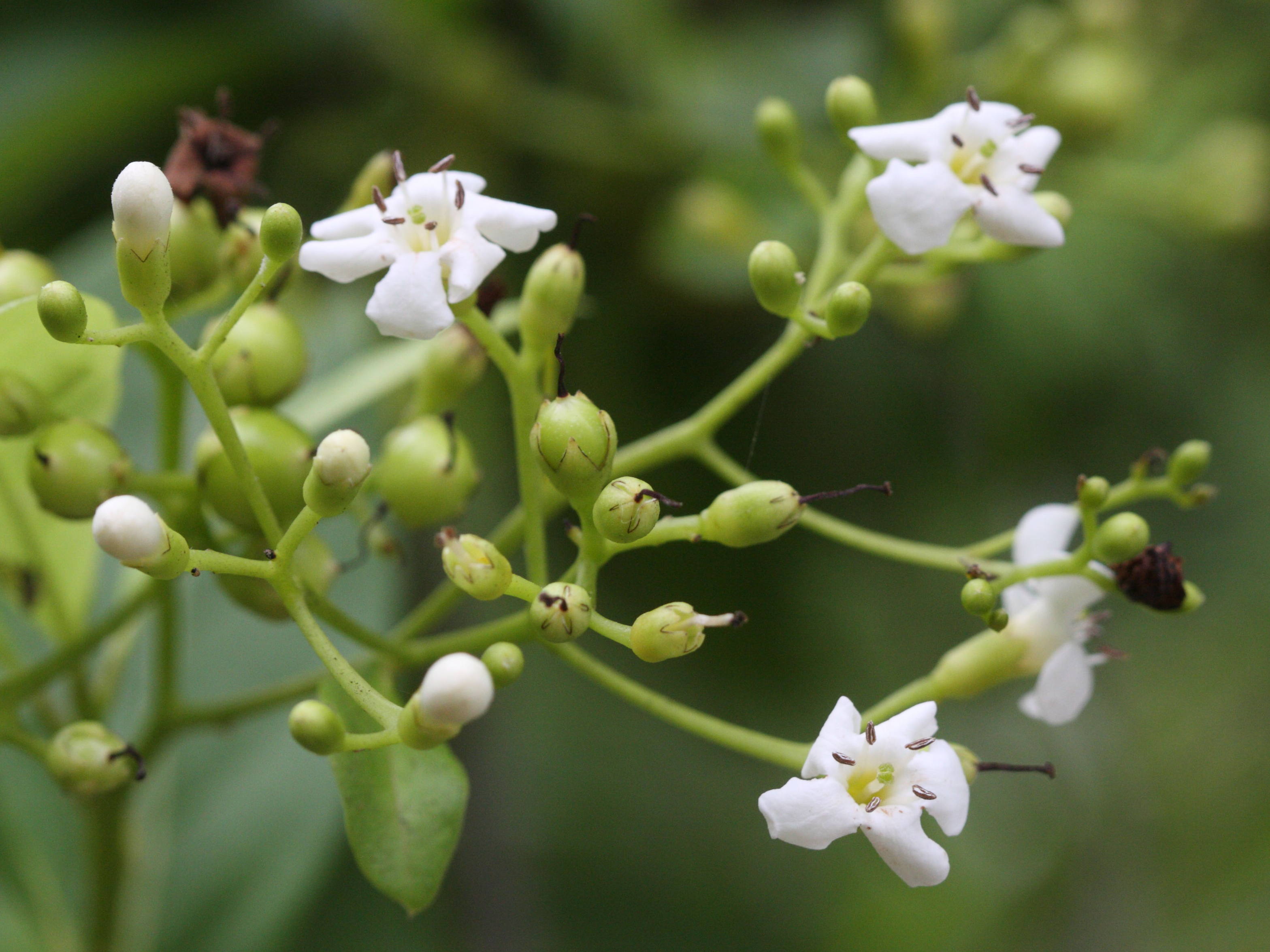 bourreria_succulenta5md