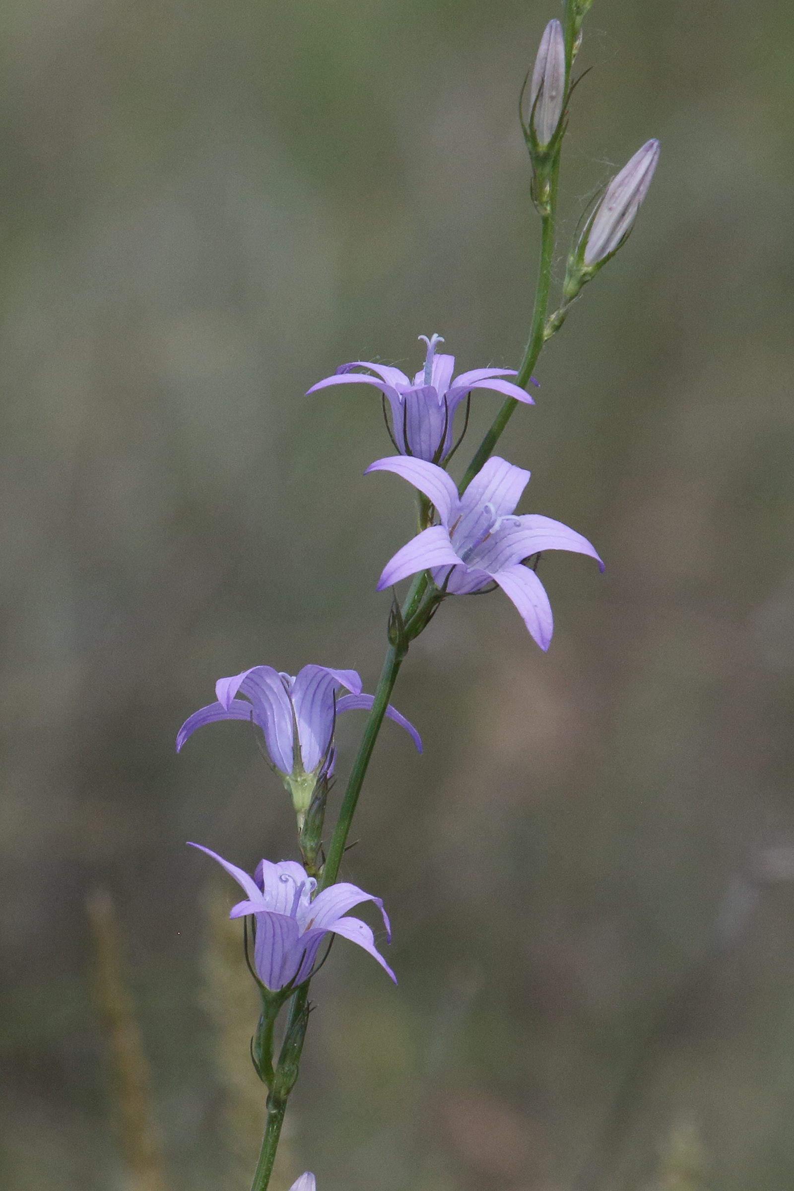 campanula_rapunculus1bd