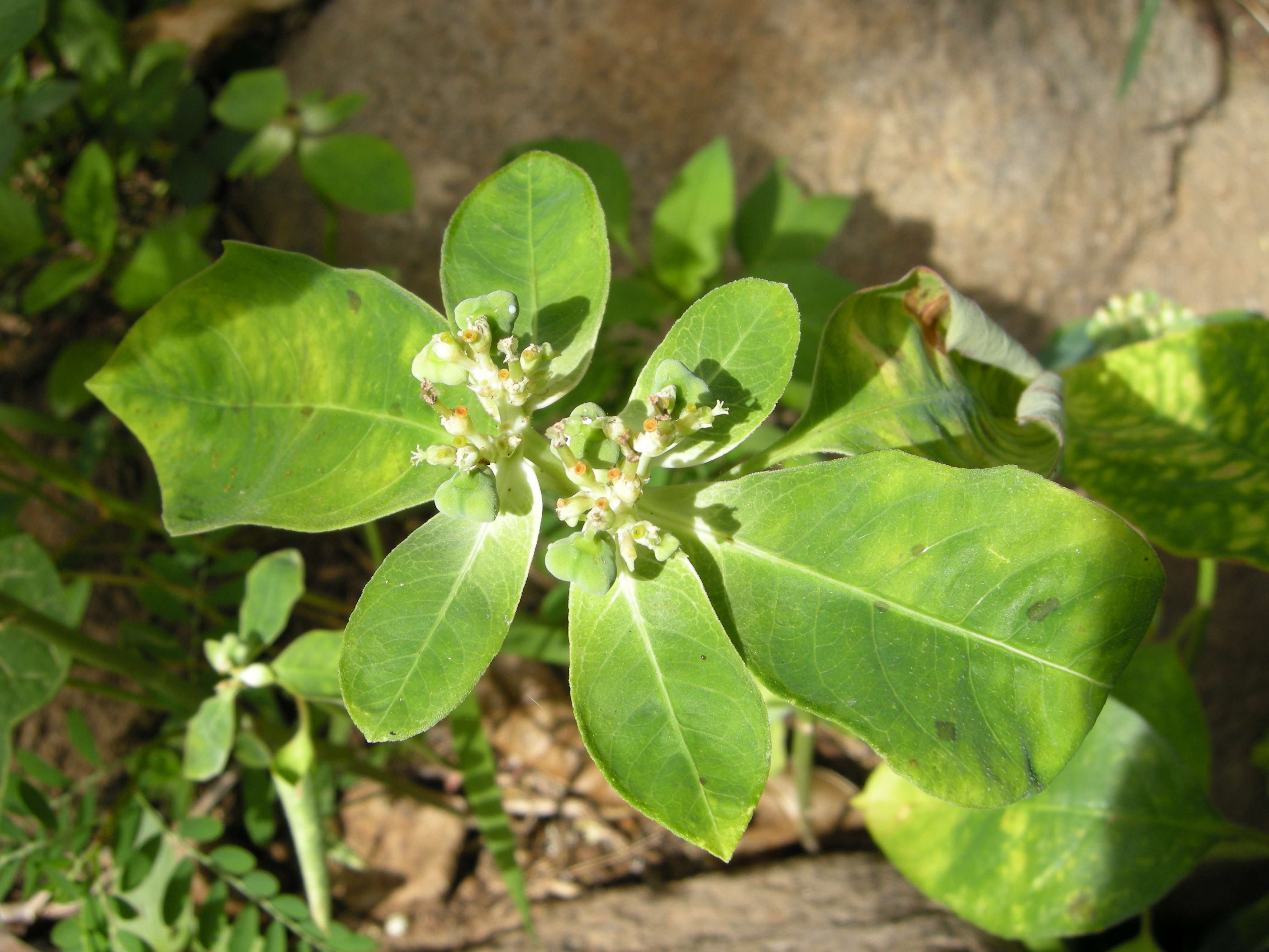 euphorbia_heterophylla5md