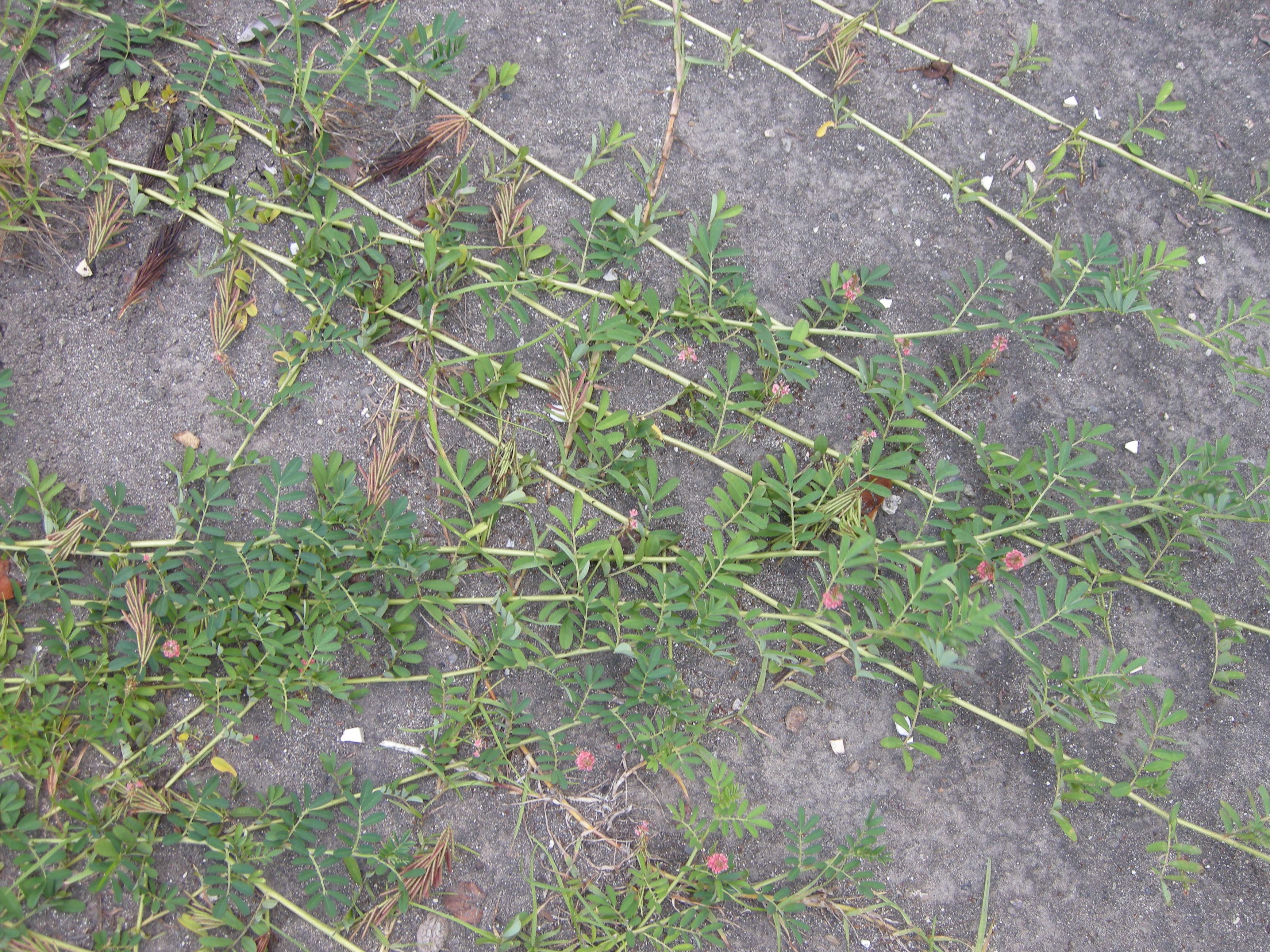 indigofera_spicata5md