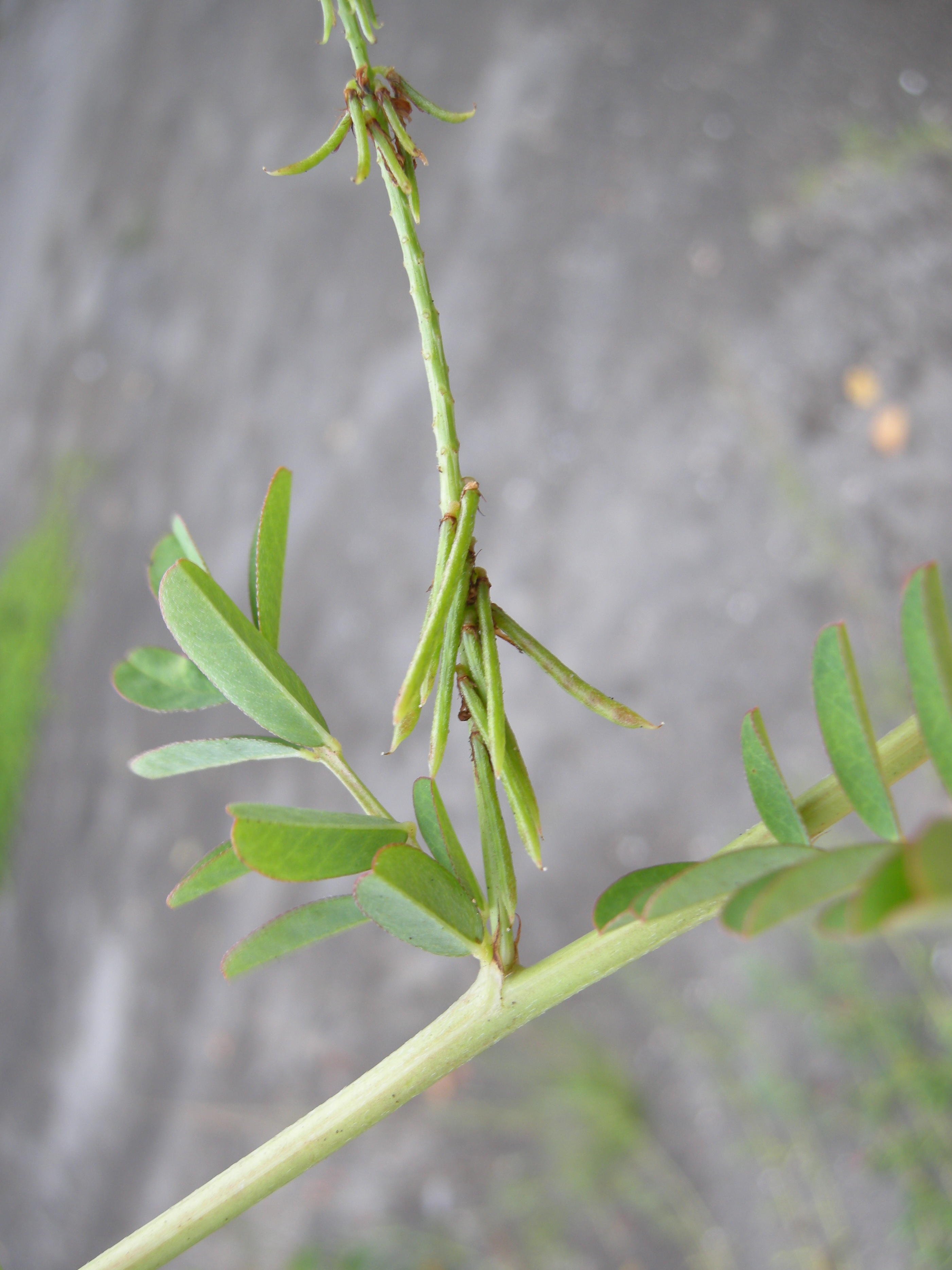 indigofera_spicata6md
