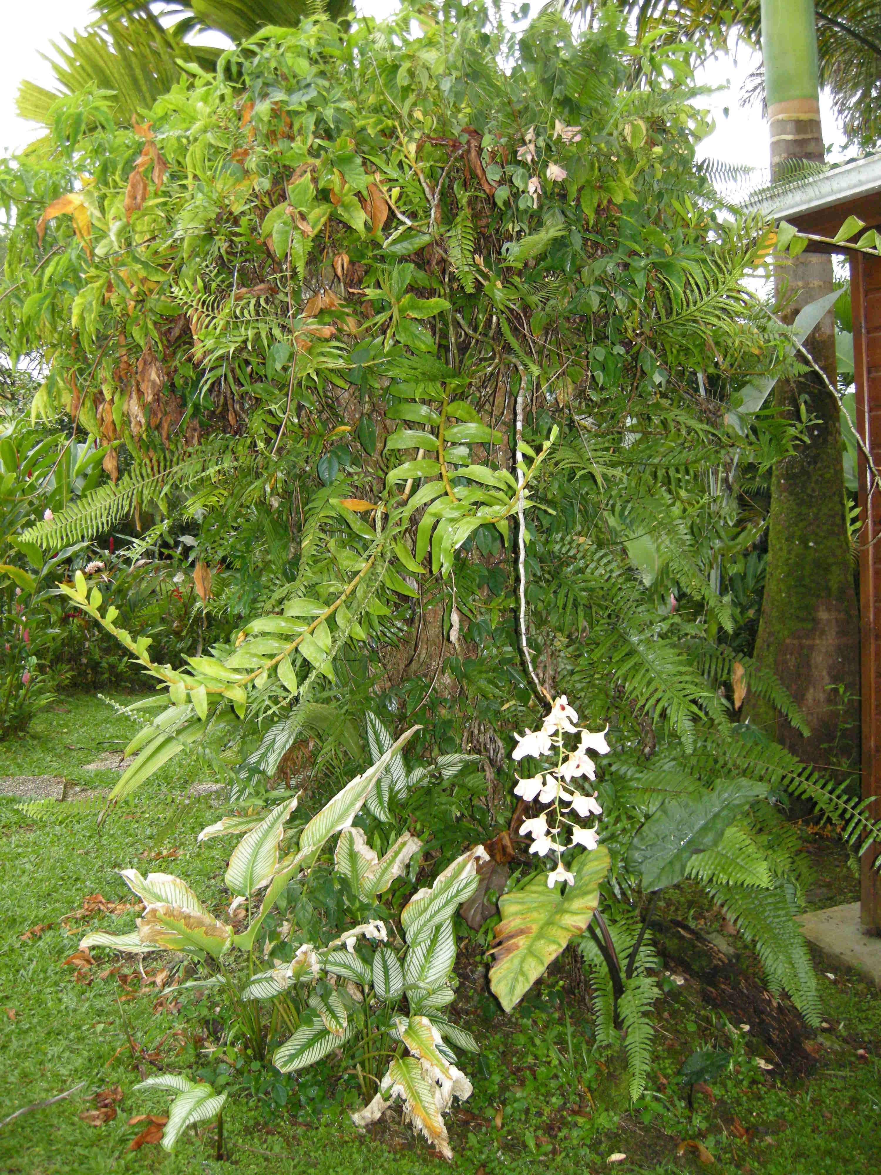 Afficher le média dendrobium_moschatum1md dendrobium_moschatum1md